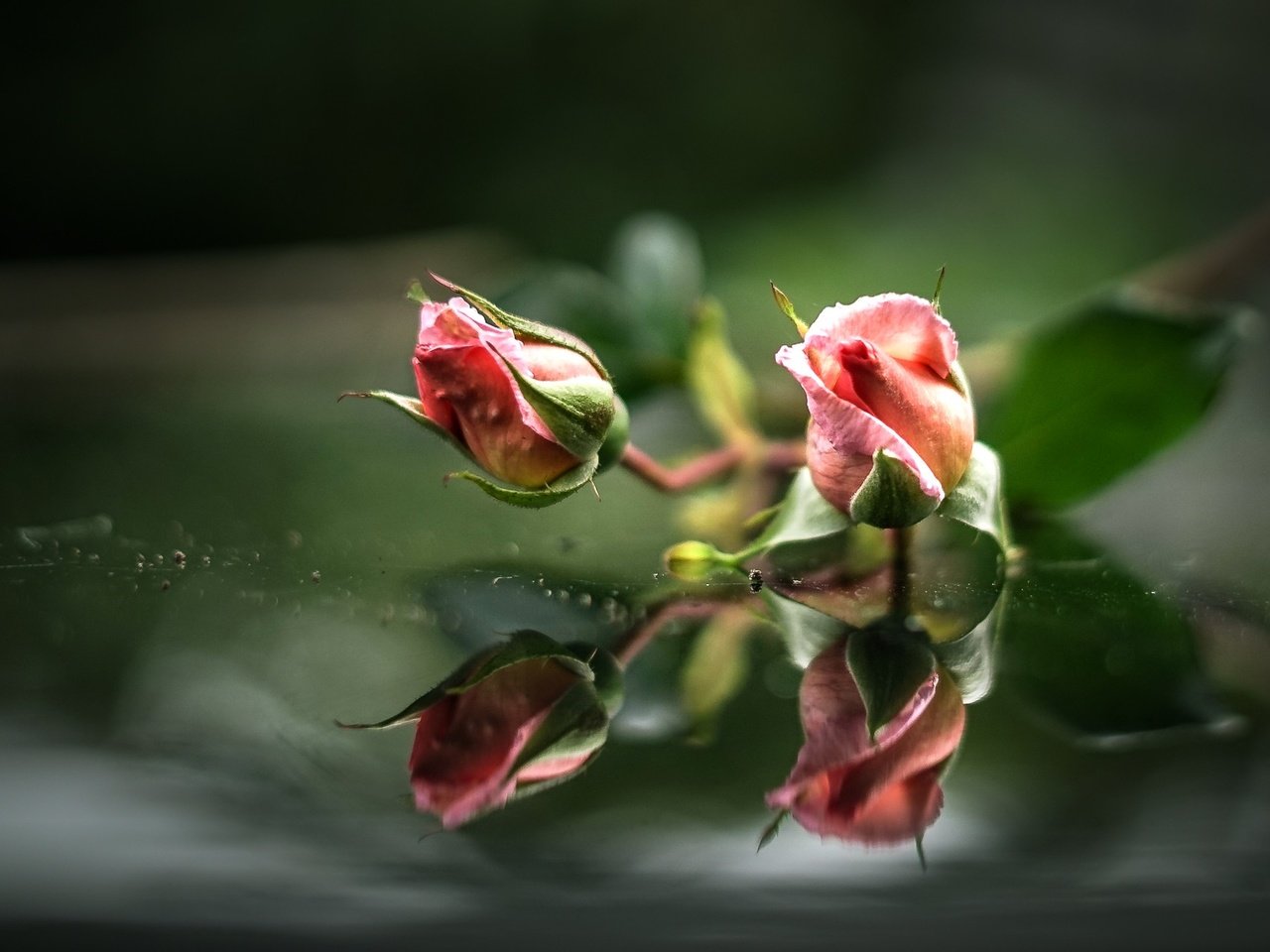 Обои вода, бутоны, отражение, розы, розовые, water, buds, reflection, roses, pink разрешение 2000x1284 Загрузить