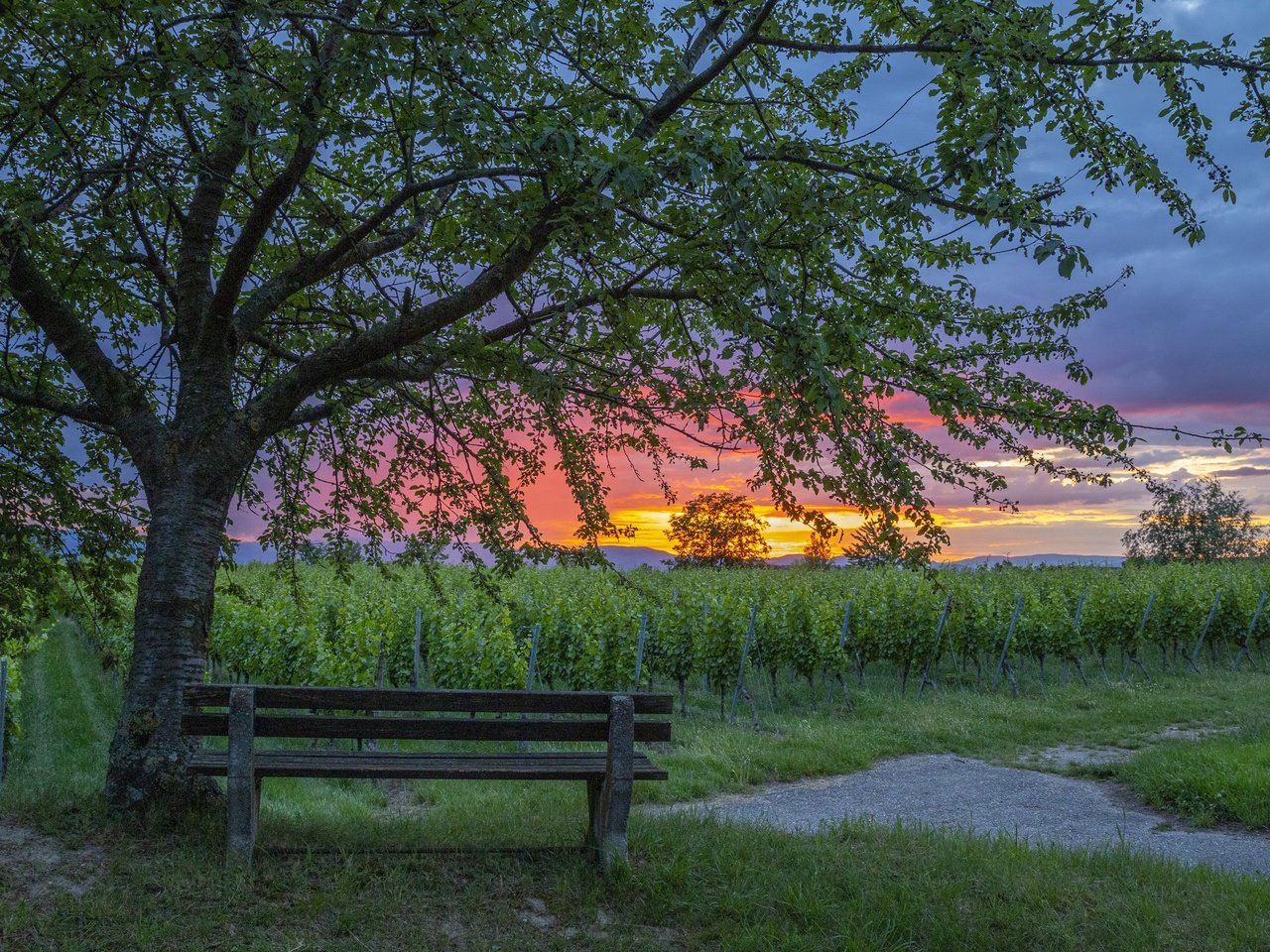 Обои закат, скамья, виноградник, sunset, bench, vineyard разрешение 3840x2160 Загрузить