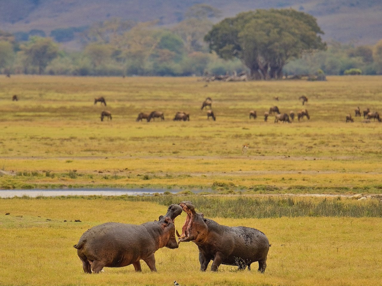 Обои африка, бегемот, турнир, гиппопотам, africa, hippo, tournament разрешение 3072x2048 Загрузить