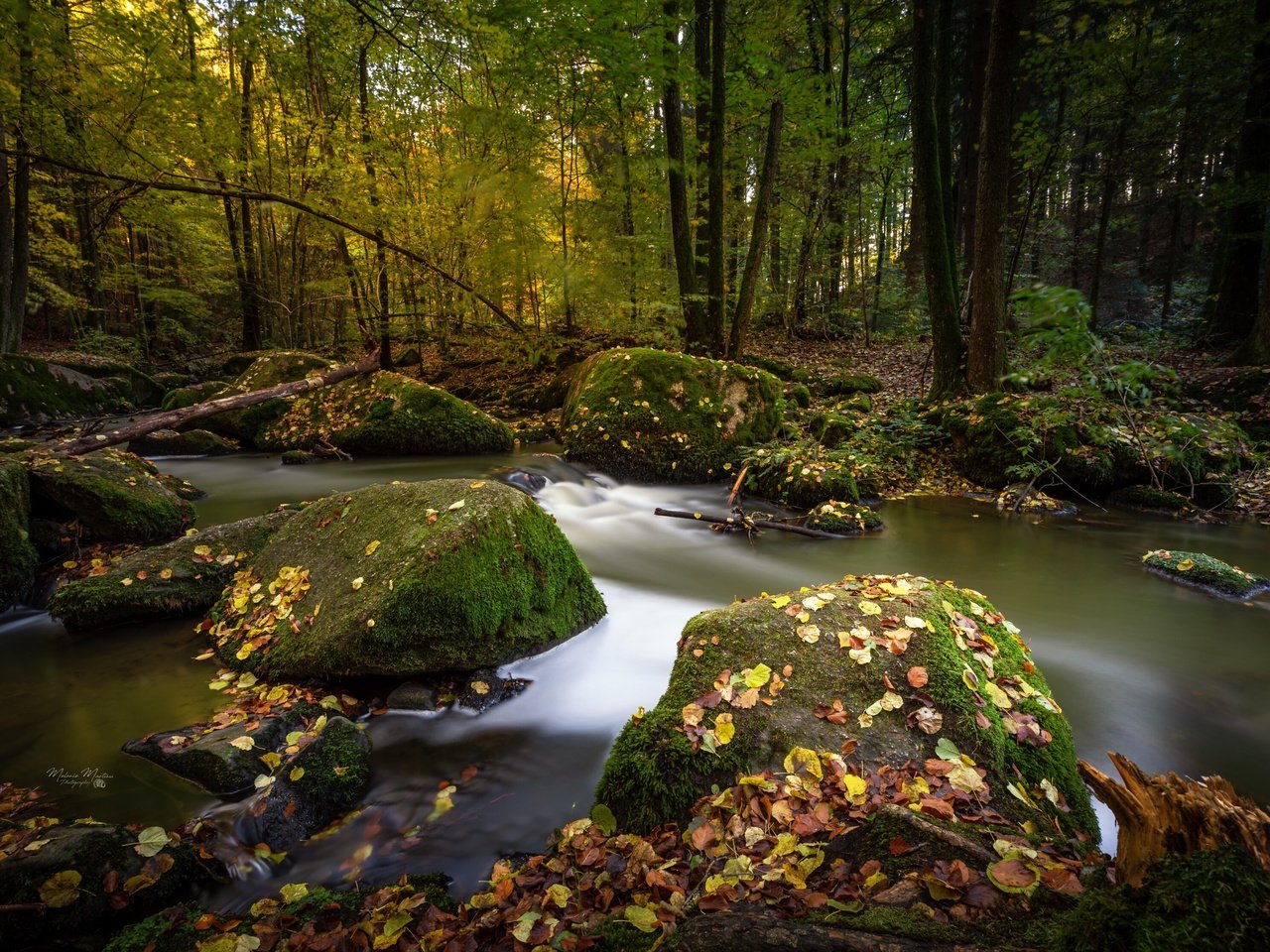 Обои деревья, мох, река, природа, камни, лес, листья, пейзаж, осень, trees, moss, river, nature, stones, forest, leaves, landscape, autumn разрешение 3360x2231 Загрузить