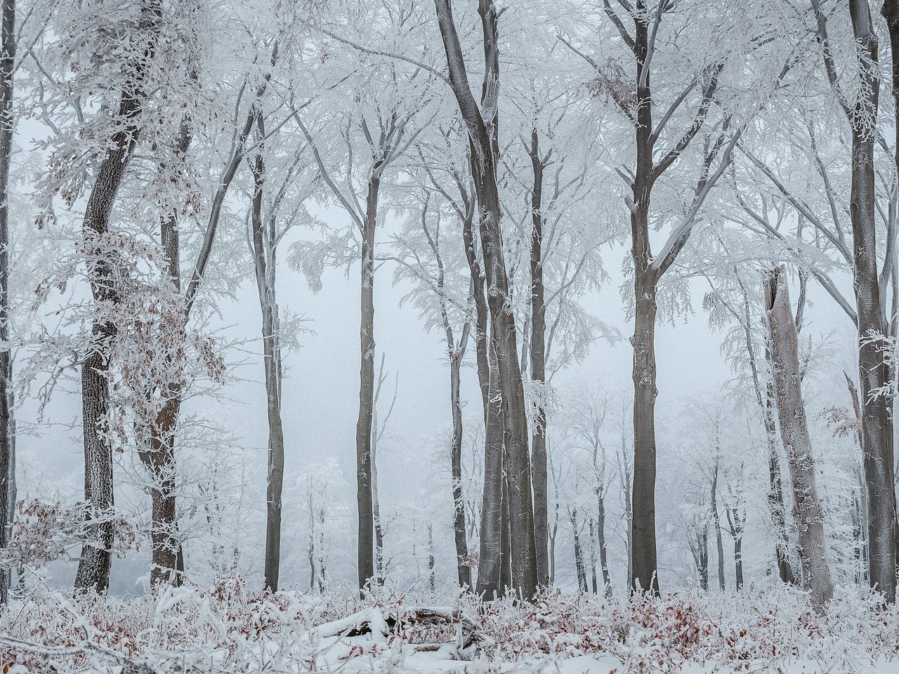 Обои деревья, снег, природа, лес, зима, ветки, стволы, иней, trees, snow, nature, forest, winter, branches, trunks, frost разрешение 3840x2160 Загрузить