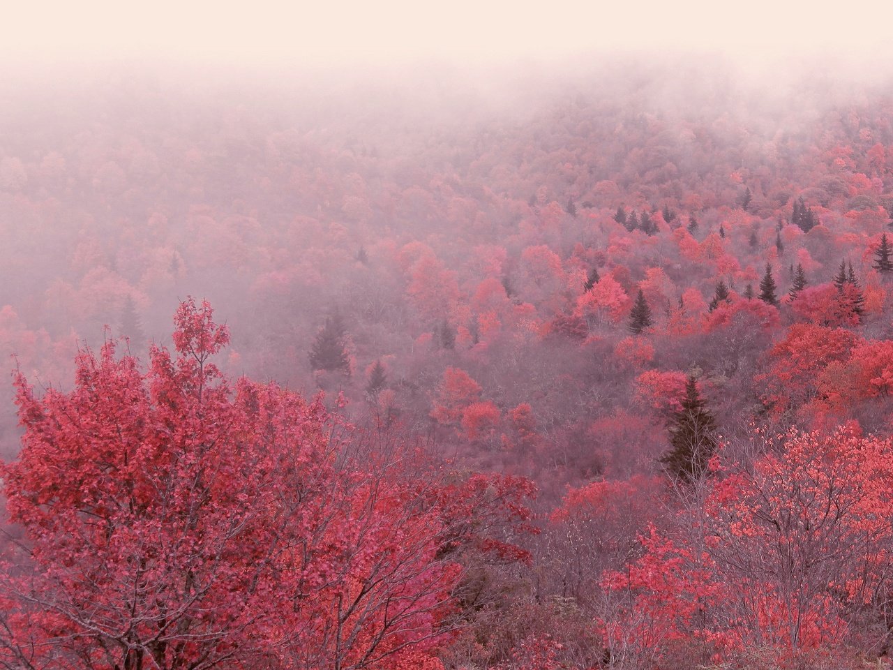 Обои деревья, утро, туман, осень, trees, morning, fog, autumn разрешение 3840x2160 Загрузить