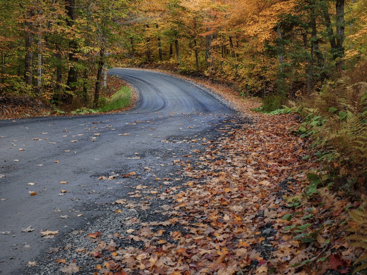 Обои лес, осень, forest, autumn разрешение 3840x2160 Загрузить