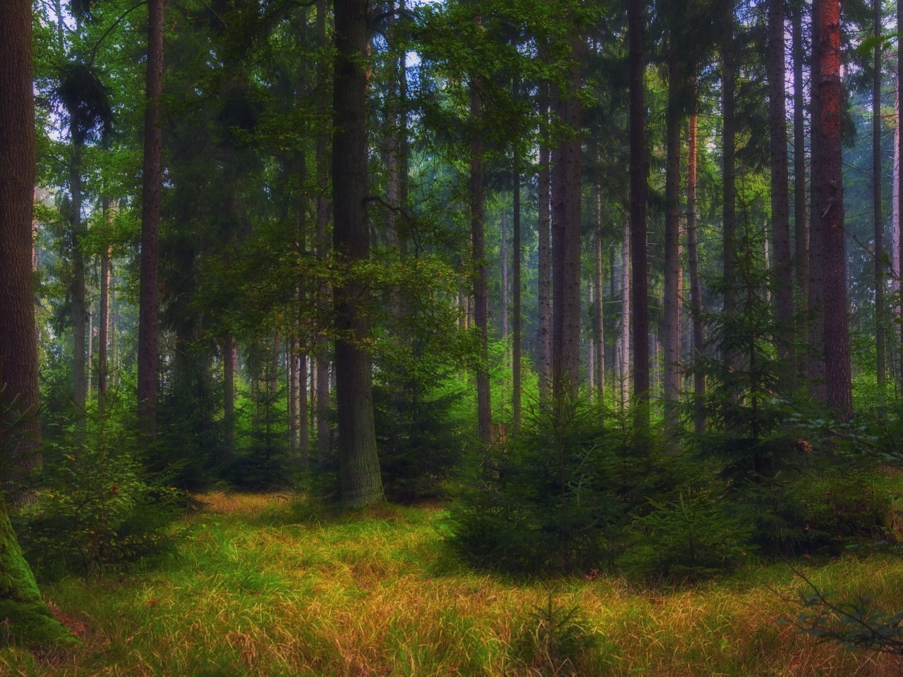 Обои лес, forest разрешение 3840x2160 Загрузить