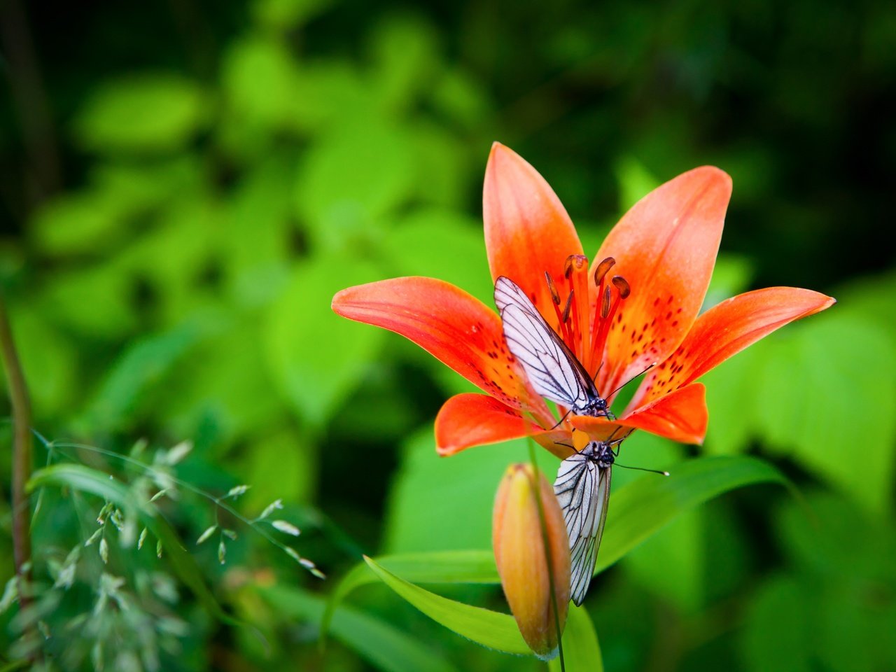 Обои макро, цветок, лето, крылья, сад, насекомые, лилия, бабочки, macro, flower, summer, wings, garden, insects, lily, butterfly разрешение 5616x3744 Загрузить