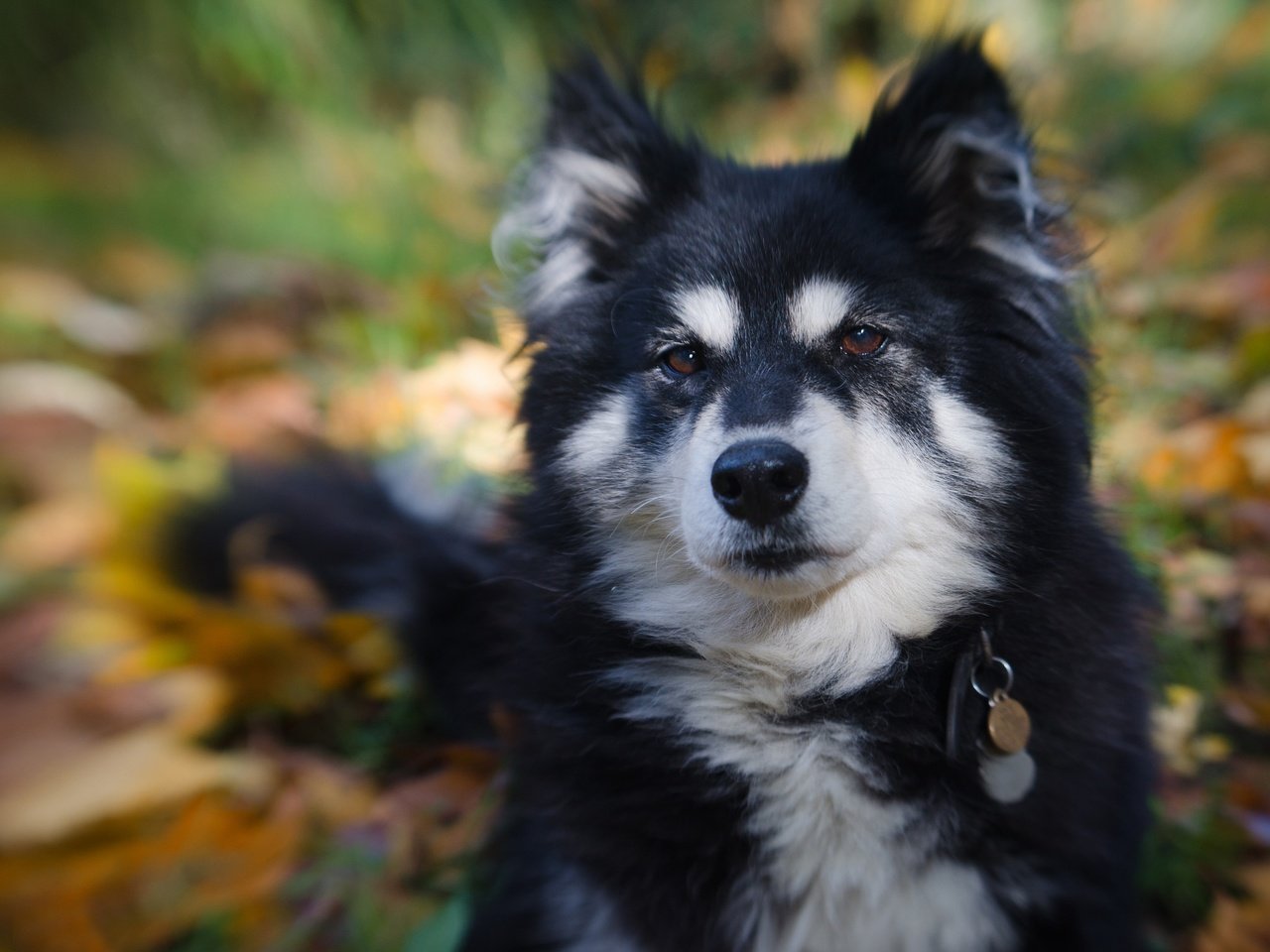 Обои морда, портрет, взгляд, собака, боке, финский лаппхунд, face, portrait, look, dog, bokeh, finnish lapphund разрешение 2048x1775 Загрузить