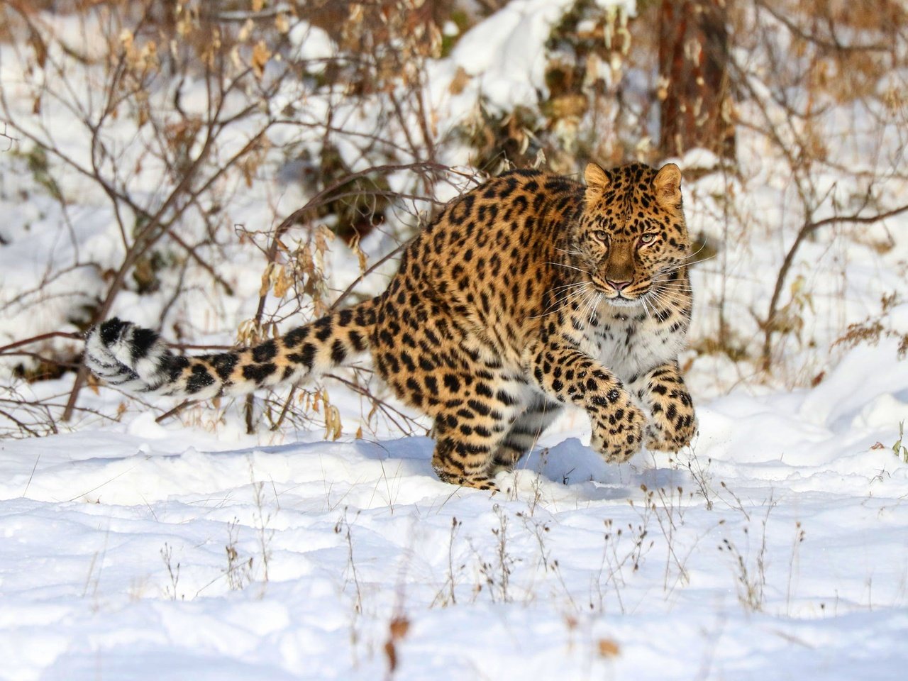 Обои морда, хвост, снег, боке, природа, поза, ветки, взгляд, прыжок, леопард, face, tail, snow, bokeh, nature, pose, branches, look, jump, leopard разрешение 2000x1333 Загрузить