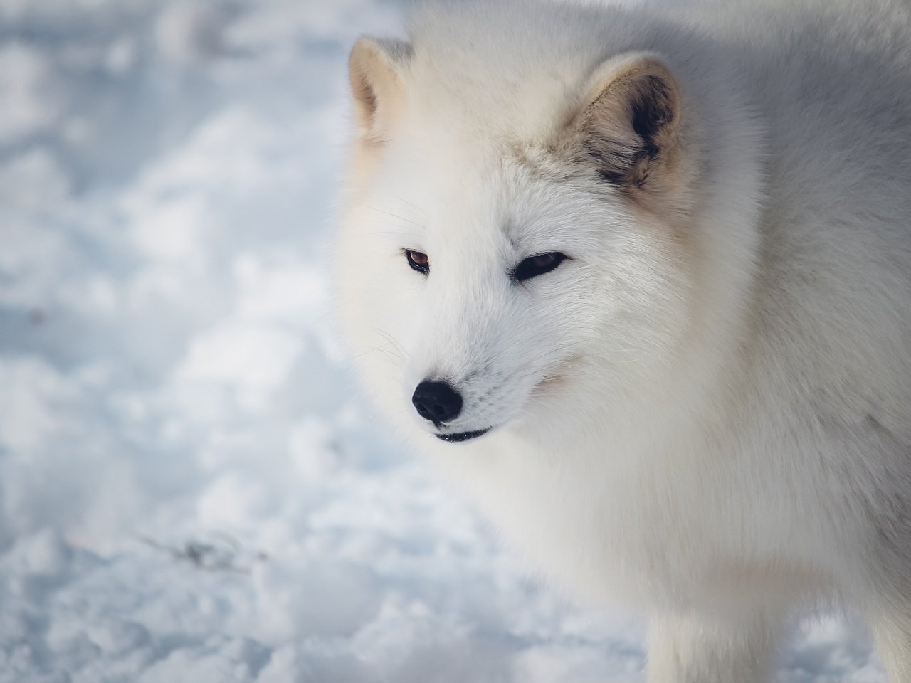 Обои морда, снег, зима, взгляд, белый, песец, face, snow, winter, look, white, fox разрешение 3840x2560 Загрузить