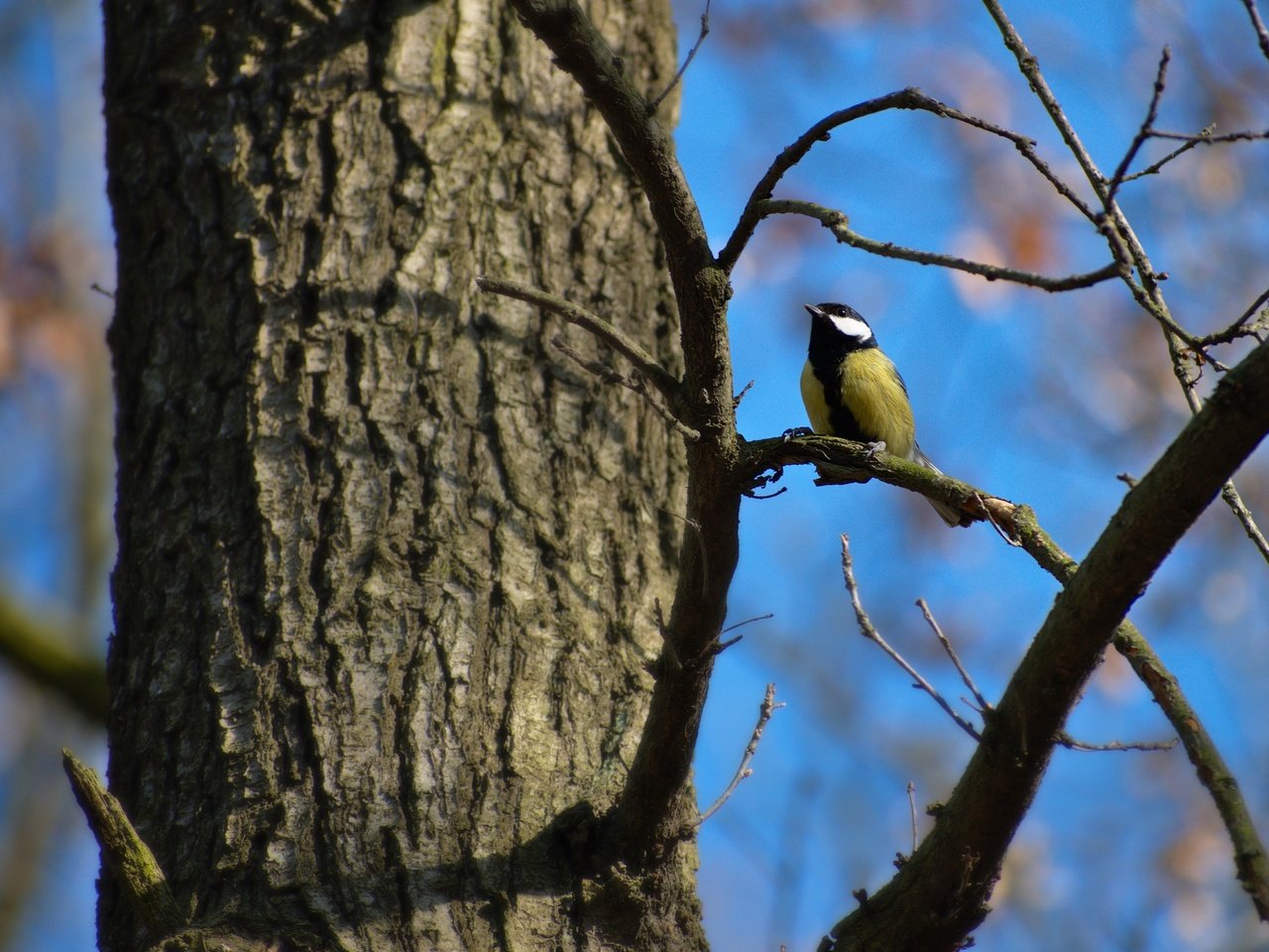 Обои небо, дерево, ветки, птица, синева, синица, the sky, tree, branches, bird, blue, tit разрешение 4955x3342 Загрузить