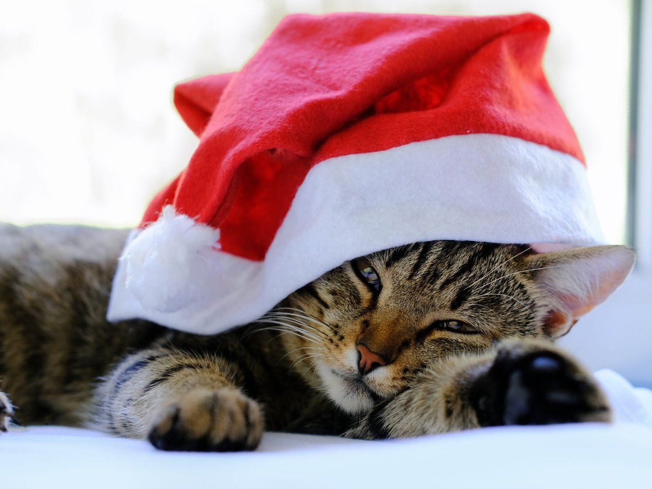 Обои новый год, постель, кот, боке, кошка, взгляд, лежит, мордашка, окно, праздник, рождество, christmas, new year, bed, cat, bokeh, look, lies, face, window, holiday разрешение 2000x1232 Загрузить