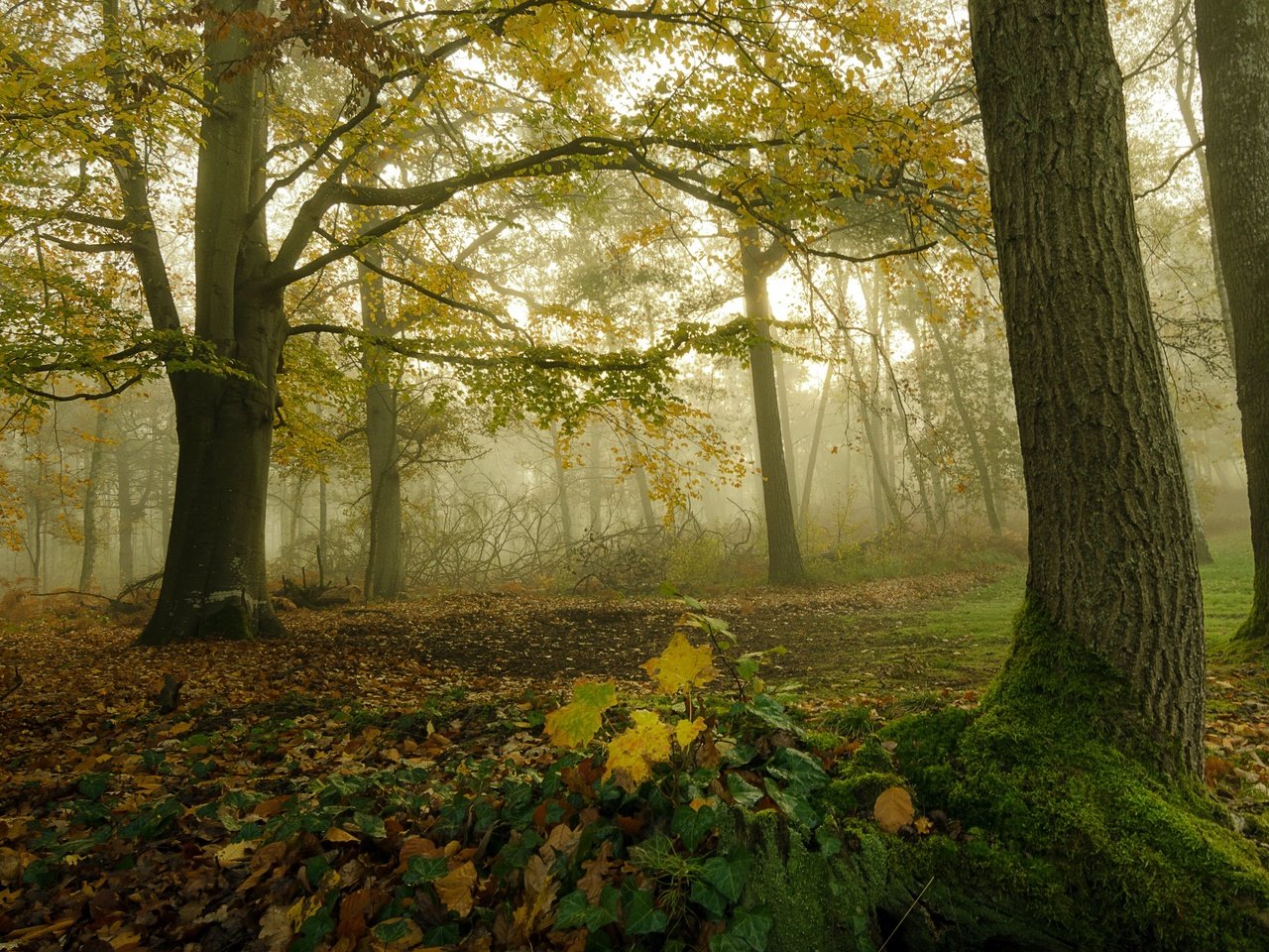 Обои природа, лес, nature, forest разрешение 3840x2160 Загрузить