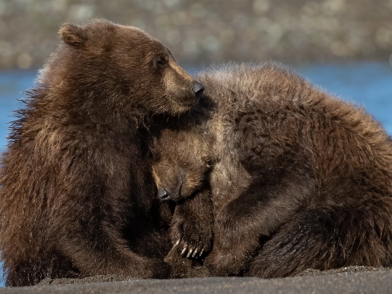 Обои река, природа, медведи, river, nature, bears разрешение 3840x2160 Загрузить