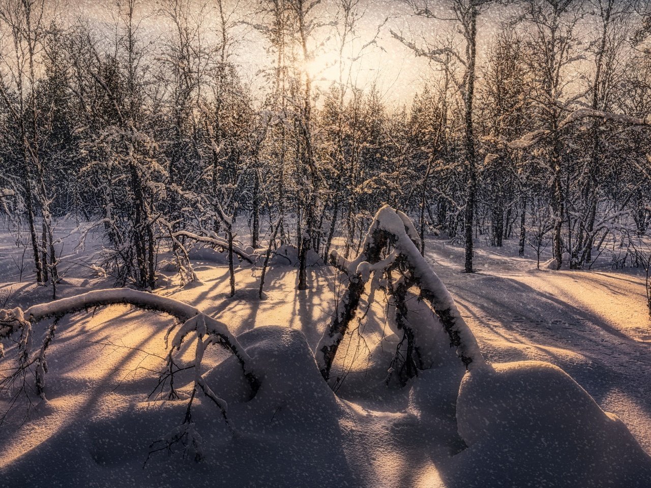 Обои снег, лес, snow, forest разрешение 3840x2160 Загрузить