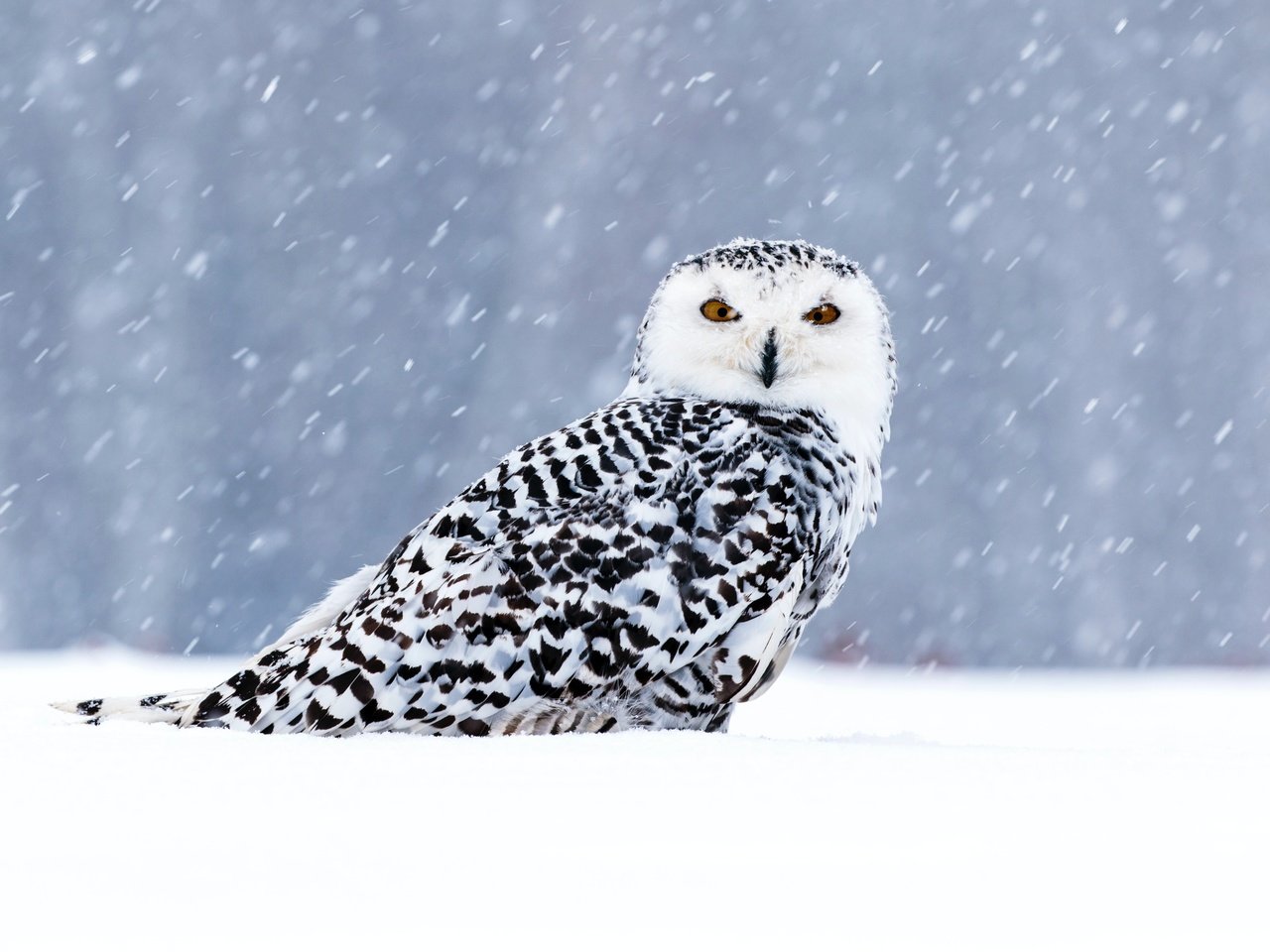 Обои сова, снег, зима, взгляд, птица, боке, снегопад, полярная сова, owl, snow, winter, look, bird, bokeh, snowfall, snowy owl разрешение 5472x3648 Загрузить