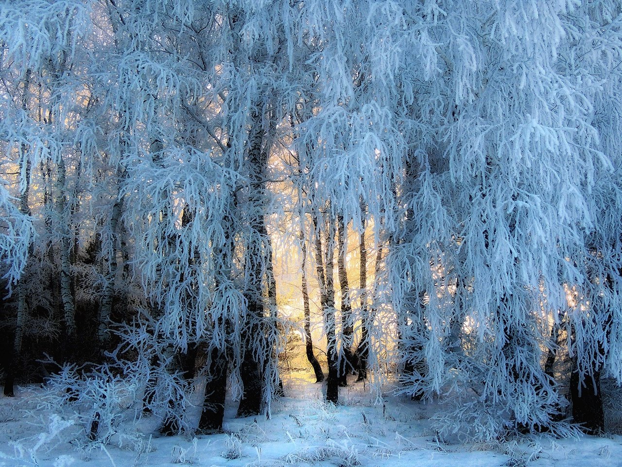 Обои свет, деревья, снег, природа, лес, зима, иней, light, trees, snow, nature, forest, winter, frost разрешение 2880x1620 Загрузить