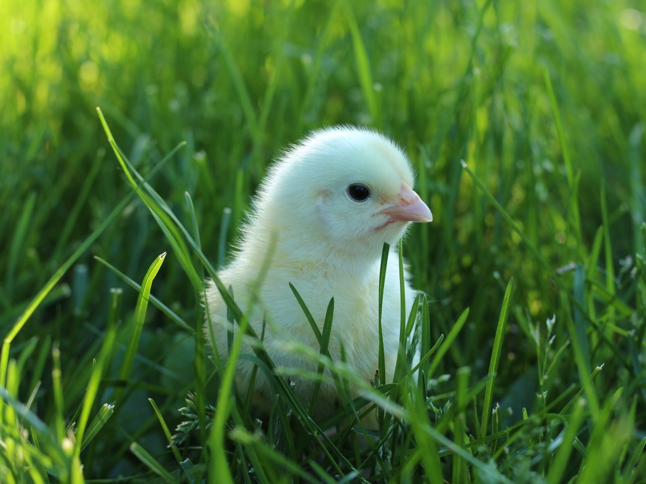 Обои трава, птенец, зелень, птица, малыш, цыплёнок, птенчик, grass, chick, greens, bird, baby, chicken разрешение 5184x3456 Загрузить