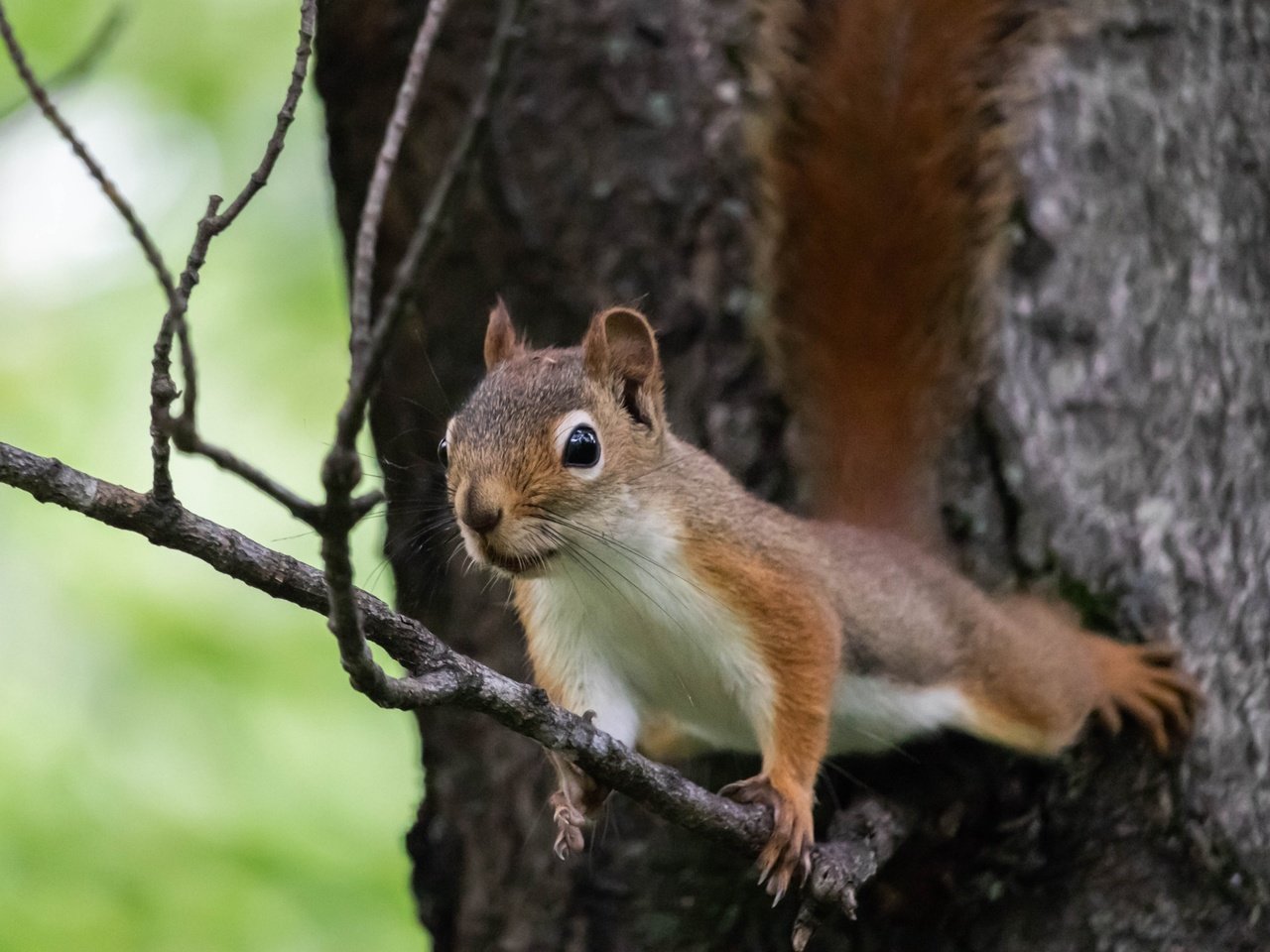 Обои ветка, природа, дерево, поза, животное, белка, зверек, грызун, branch, nature, tree, pose, animal, protein, rodent разрешение 2700x1800 Загрузить