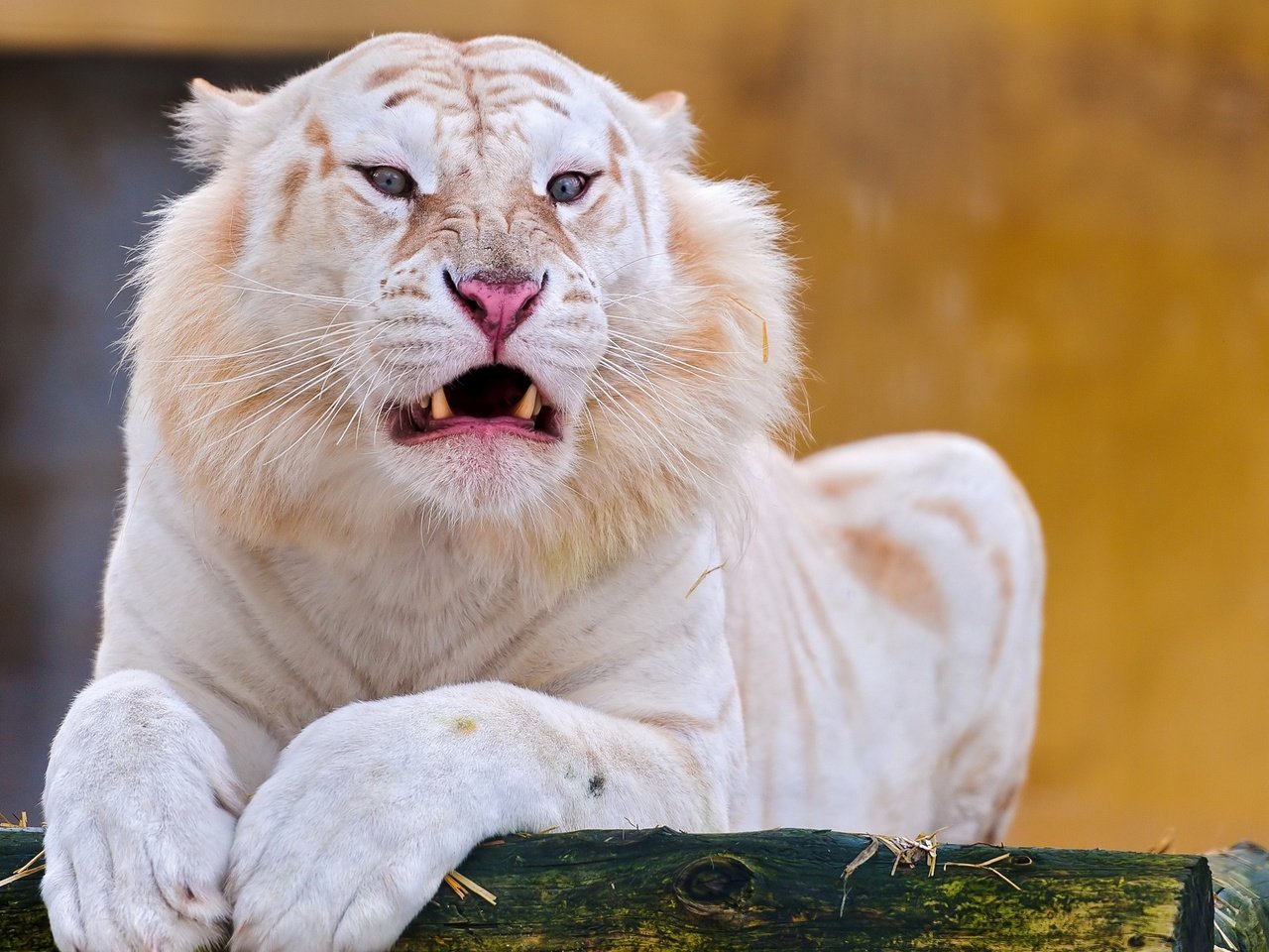 Обои тигр, альбинос, морда, белый тигр, взгляд, клыки, хищник, отдых, оскал, дикая кошка, tiger, albino, face, white tiger, look, fangs, predator, stay, grin, wild cat разрешение 2560x1440 Загрузить