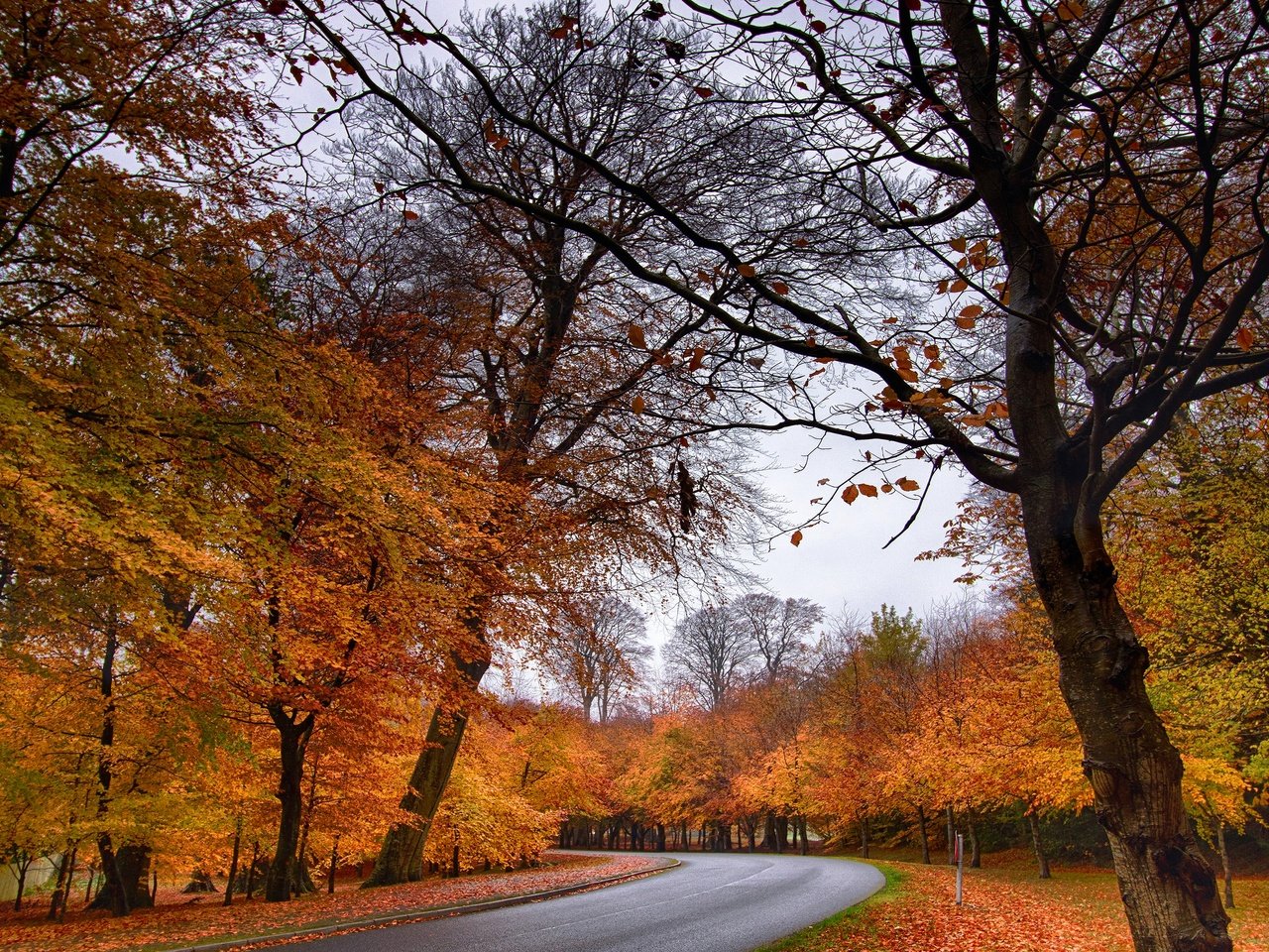 Обои лес, парк, осень, forest, park, autumn разрешение 3840x2160 Загрузить