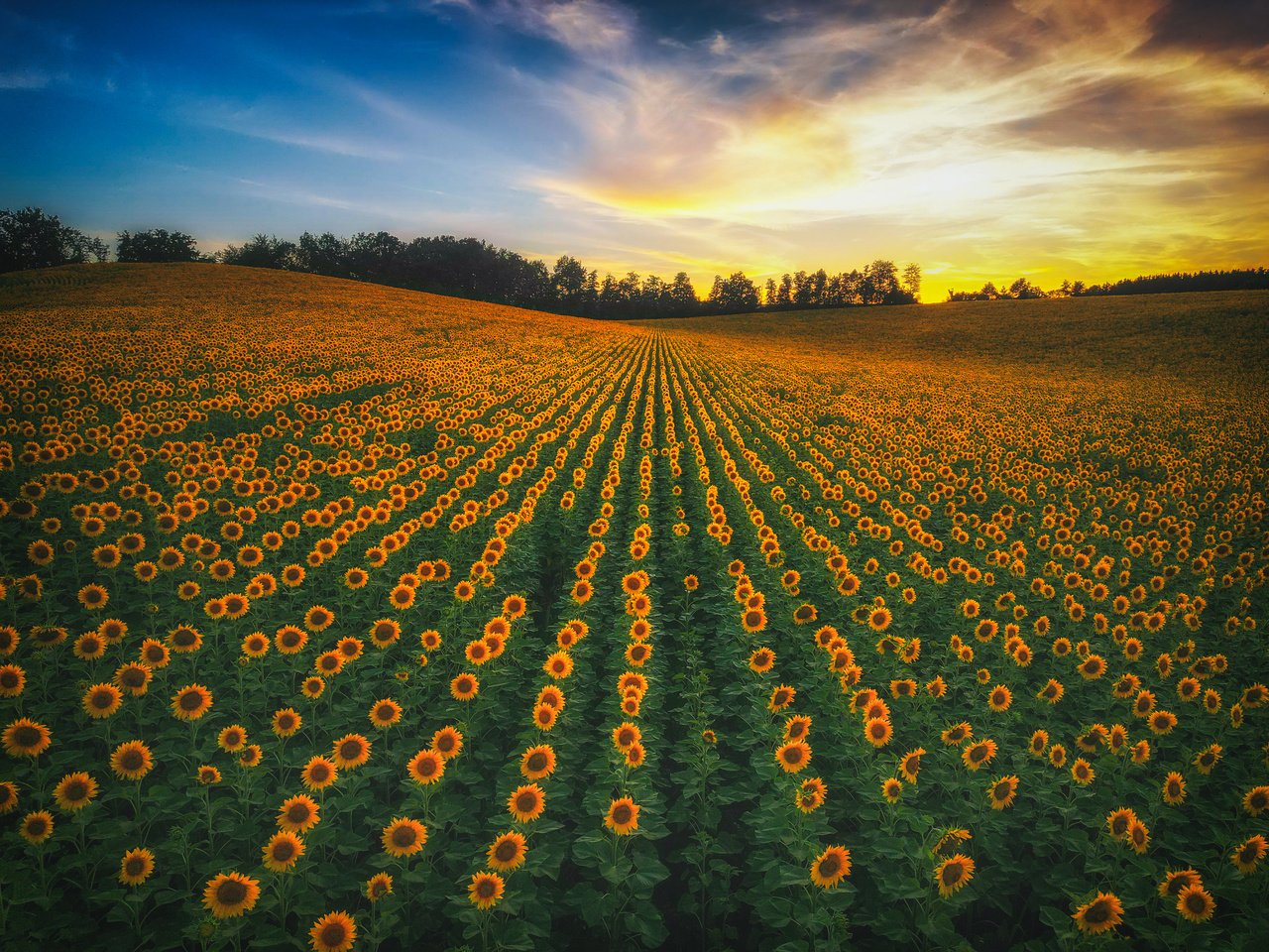 Обои небо, цветы, природа, закат, пейзаж, поле, подсолнухи, the sky, flowers, nature, sunset, landscape, field, sunflowers разрешение 4032x3024 Загрузить