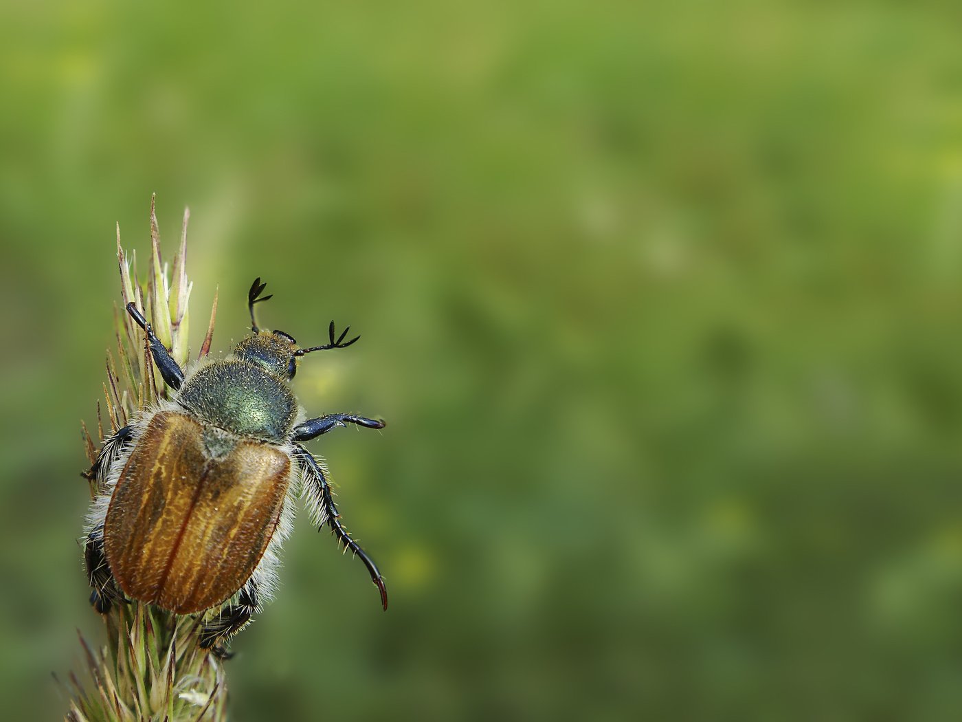 Обои зелёный, жук, насекомое, минимализм, привет, green, beetle, insect, minimalism, hi разрешение 2560x1600 Загрузить