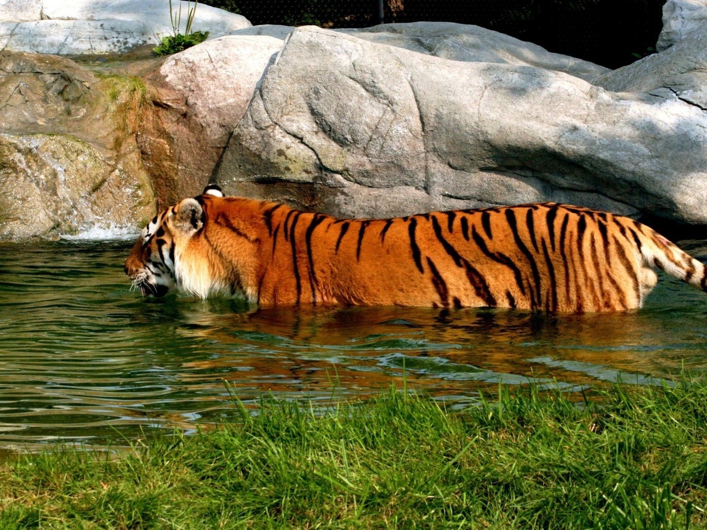 Тигр в зоопарке загрузить