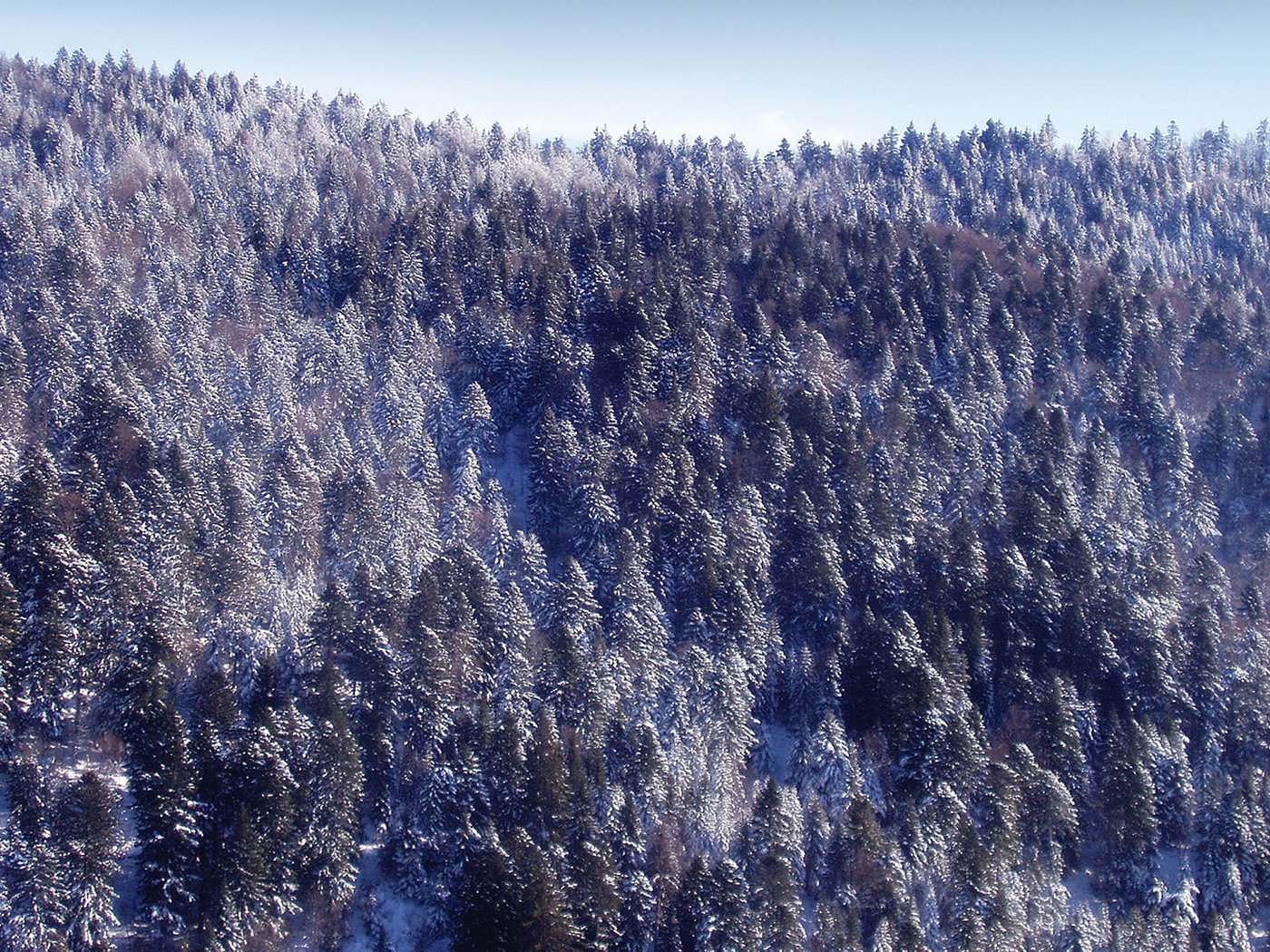 Обои снег, новый год, лес, зима, snow, new year, forest, winter разрешение 2560x1600 Загрузить
