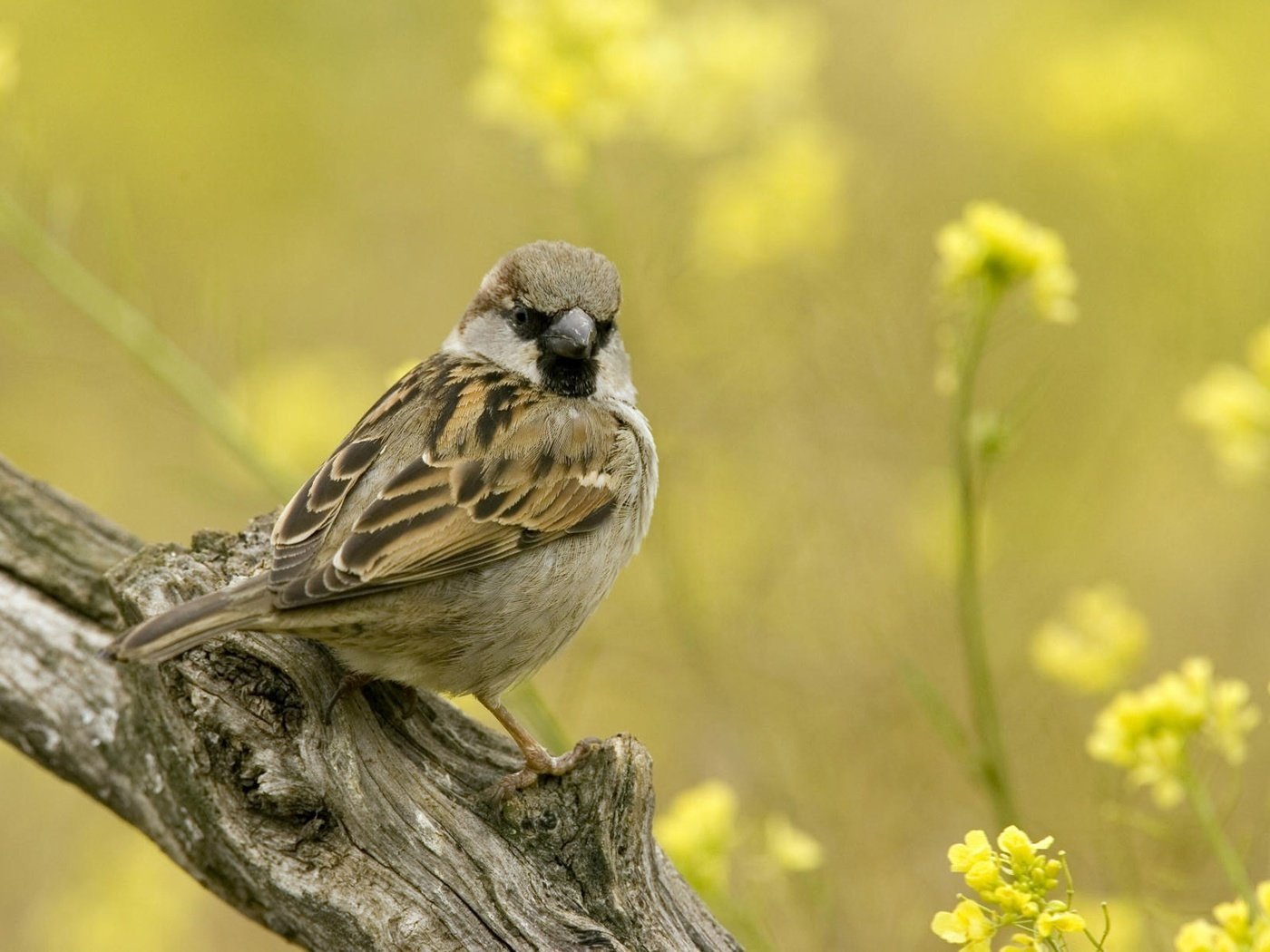 Обои цветы, ветка, воробей, flowers, branch, sparrow разрешение 1920x1200 Загрузить