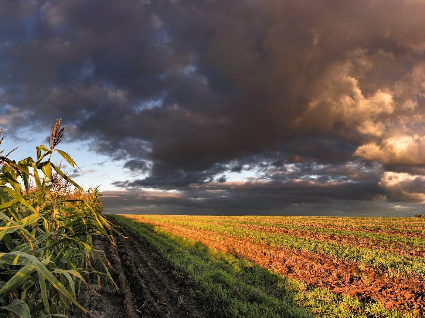 Обои облака, поле, кукуруза, clouds, field, corn разрешение 3200x1200 Загрузить