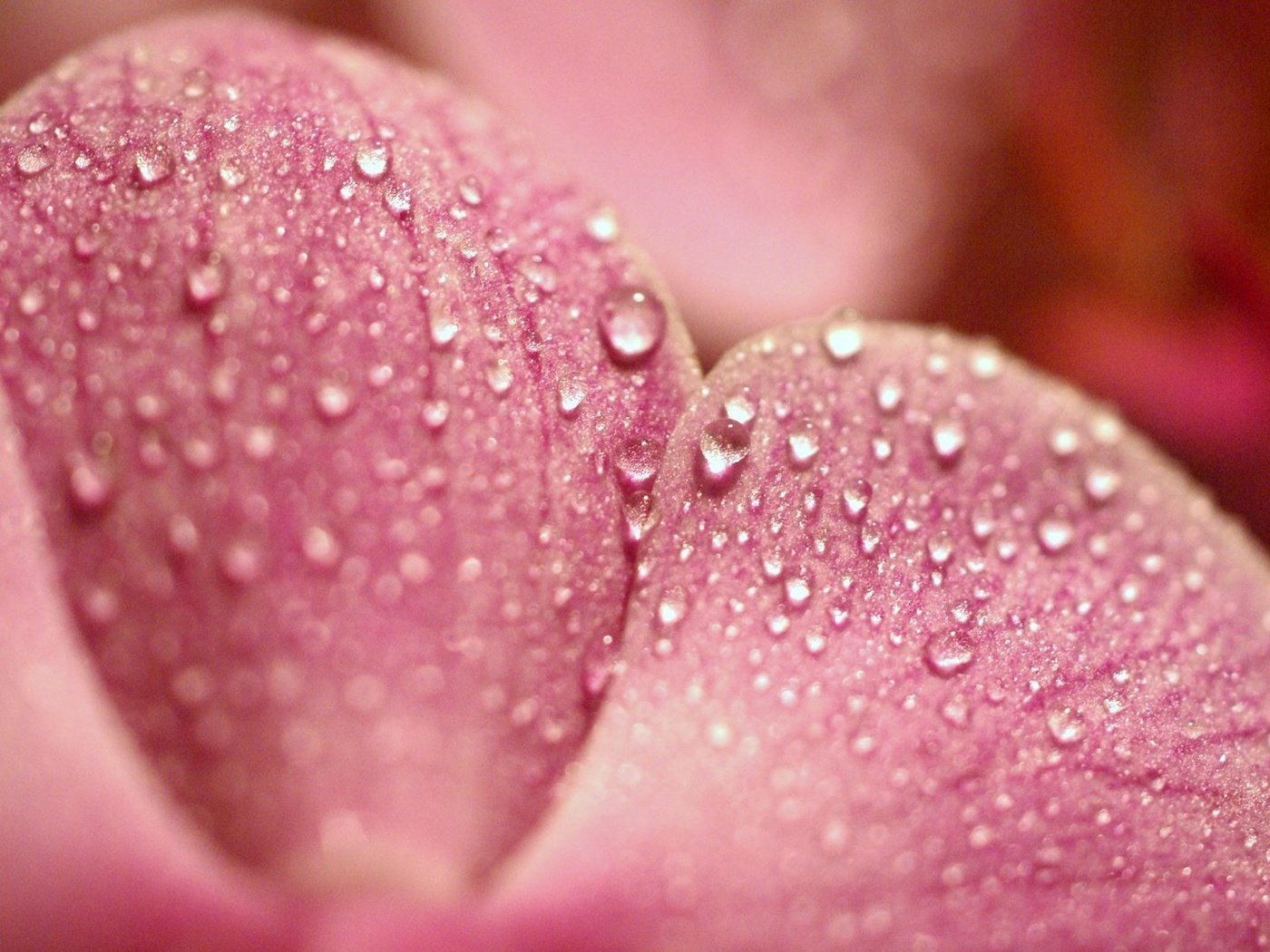 Обои макро, роса, капли, лепесток, розовый, macro, rosa, drops, petal, pink разрешение 1920x1080 Загрузить