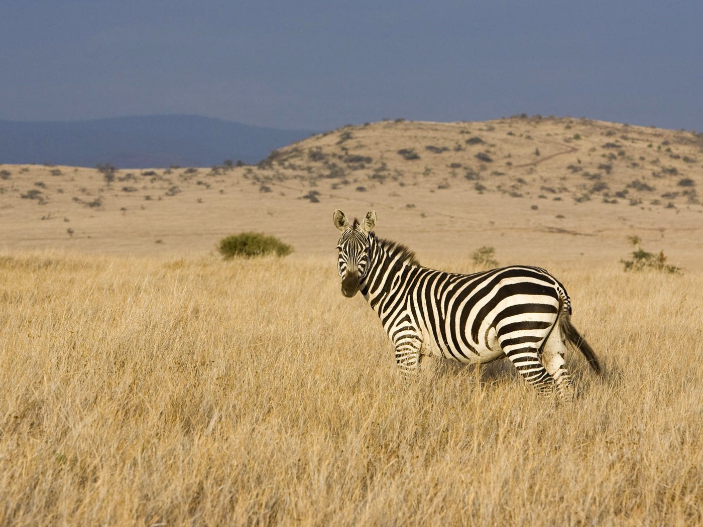 Обои зебра, долина, степь, zebra, valley, the steppe разрешение 1920x1200 Загрузить