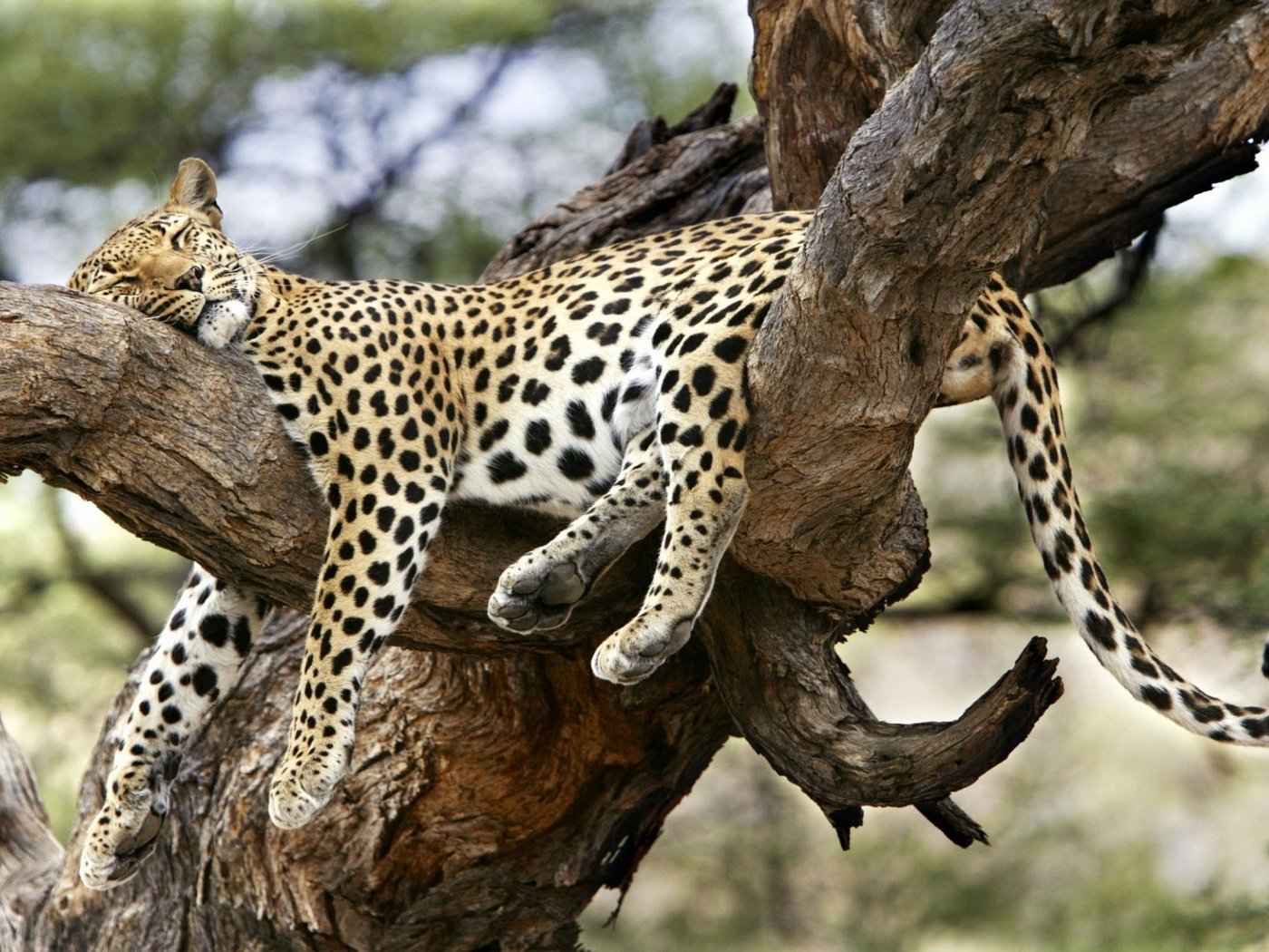 Обои дерево, сон, леопард, удобный, спящий леопард, tree, sleep, leopard, convenient, sleeping leopard разрешение 1920x1200 Загрузить