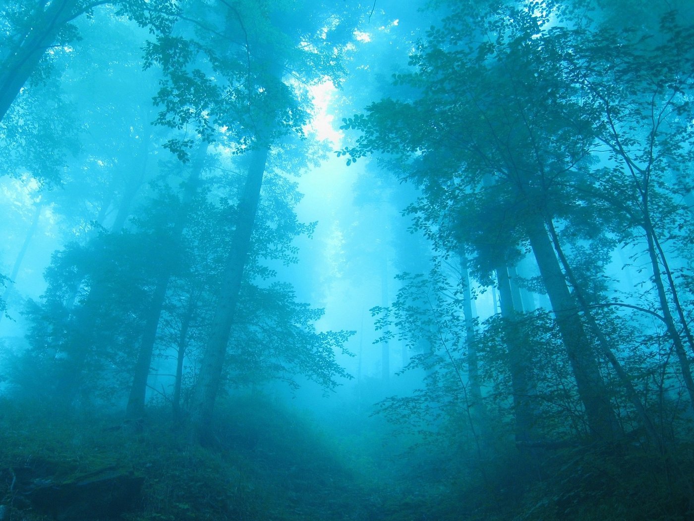 Обои деревья, лес, синий, туман, trees, forest, blue, fog разрешение 2560x1600 Загрузить