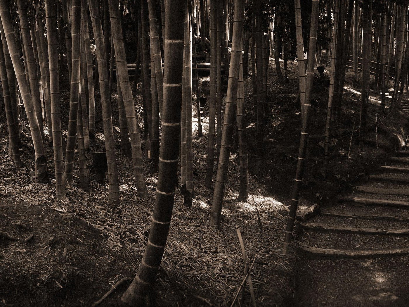 Обои лес, ступеньки, стволы, бамбук, сепия, forest, steps, trunks, bamboo, sepia разрешение 1920x1200 Загрузить