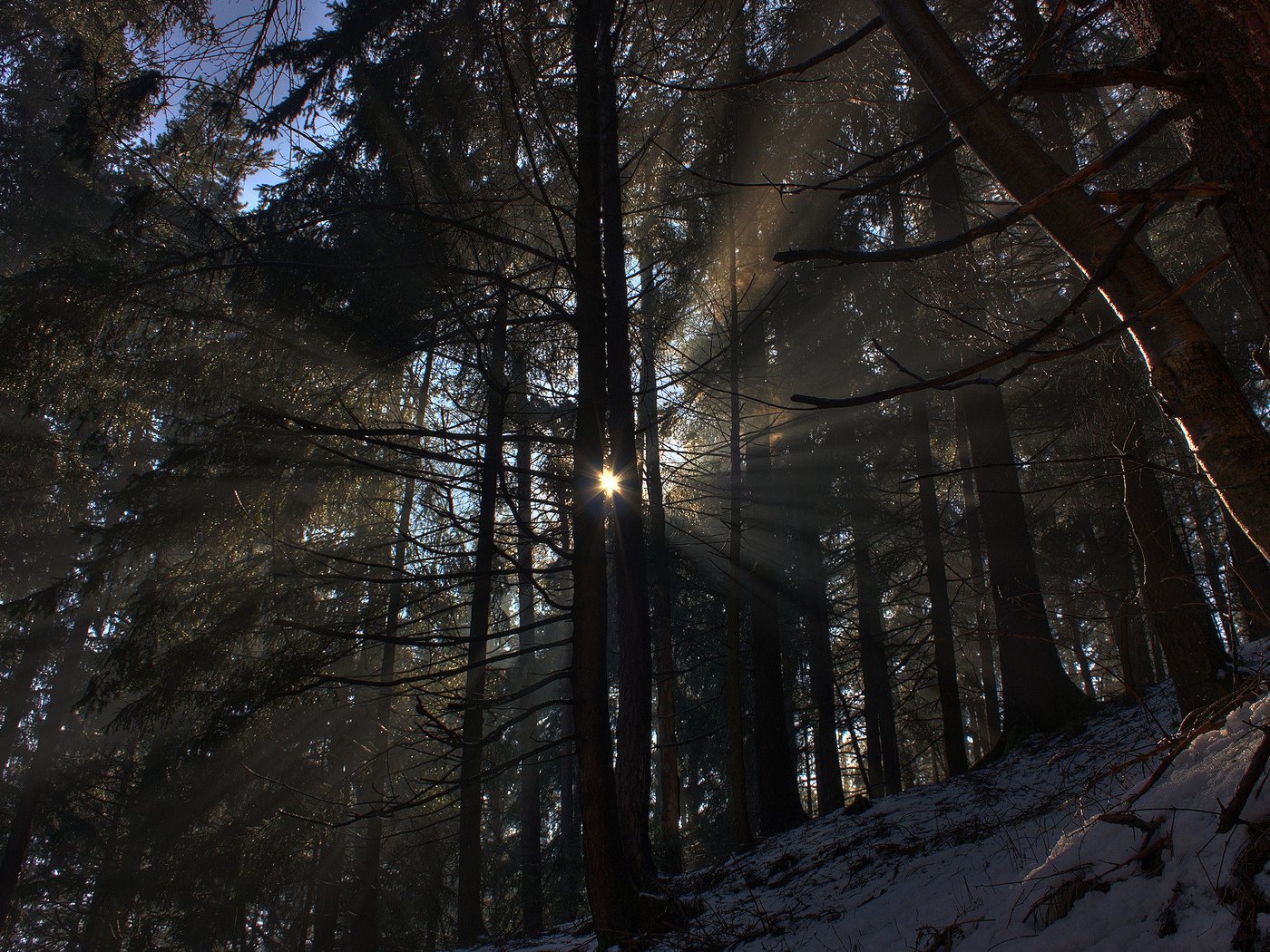 Обои свет, фото, деревья, лучи, солнце, снег, природа, обои, лес, зима, light, photo, trees, rays, the sun, snow, nature, wallpaper, forest, winter разрешение 1920x1200 Загрузить