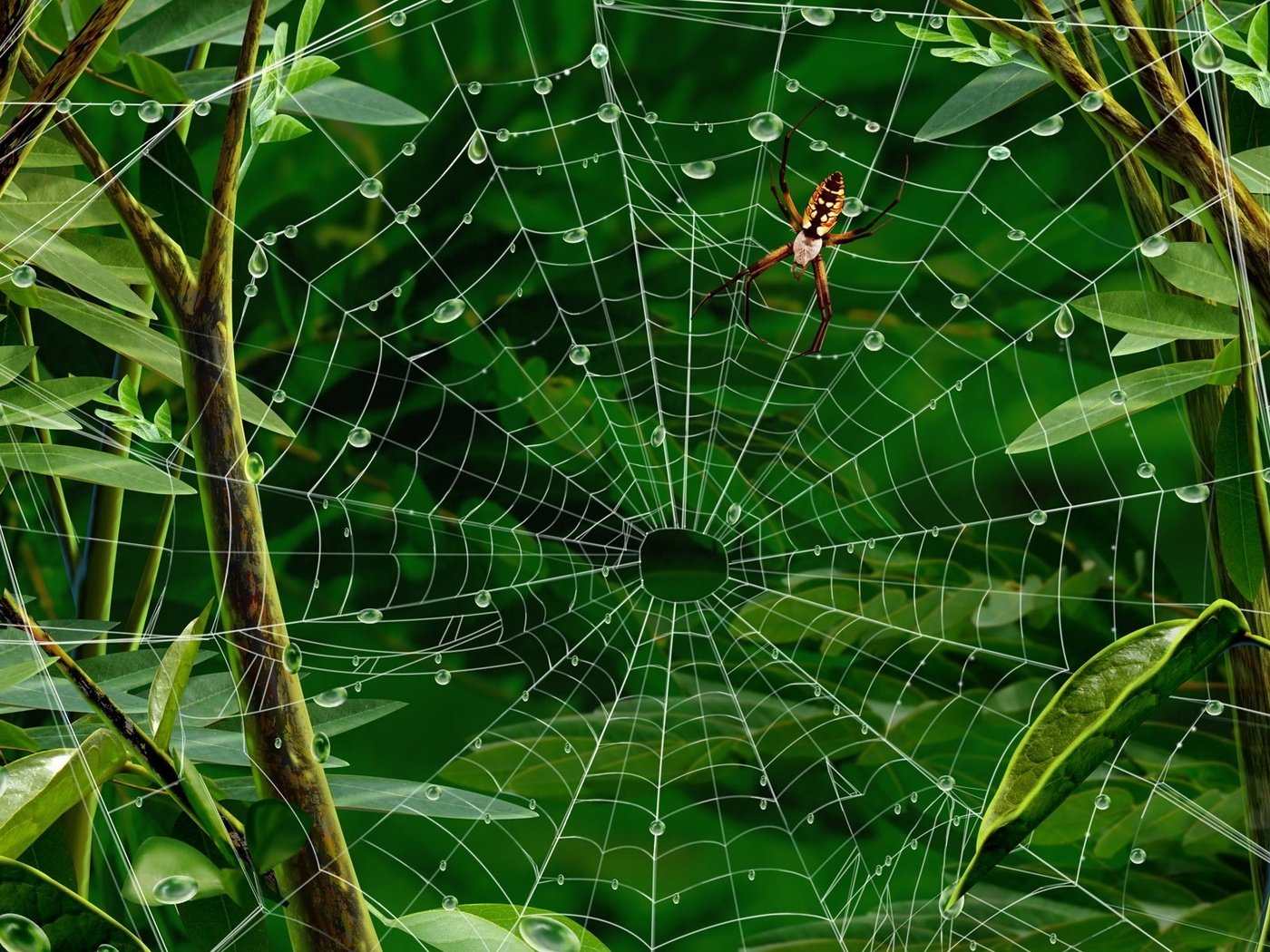 Обои листья, паук, паутина, leaves, spider, web разрешение 1920x1200 Загрузить