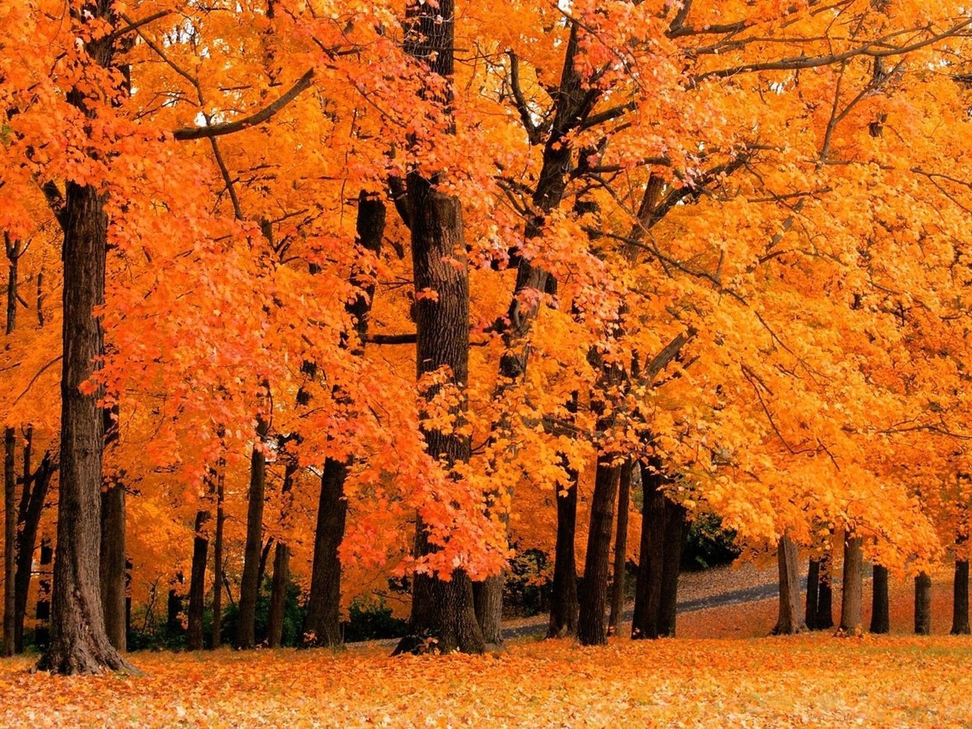 парки, обои, листья, фото, осень, осенние обои, trees, forest, nature, fall...