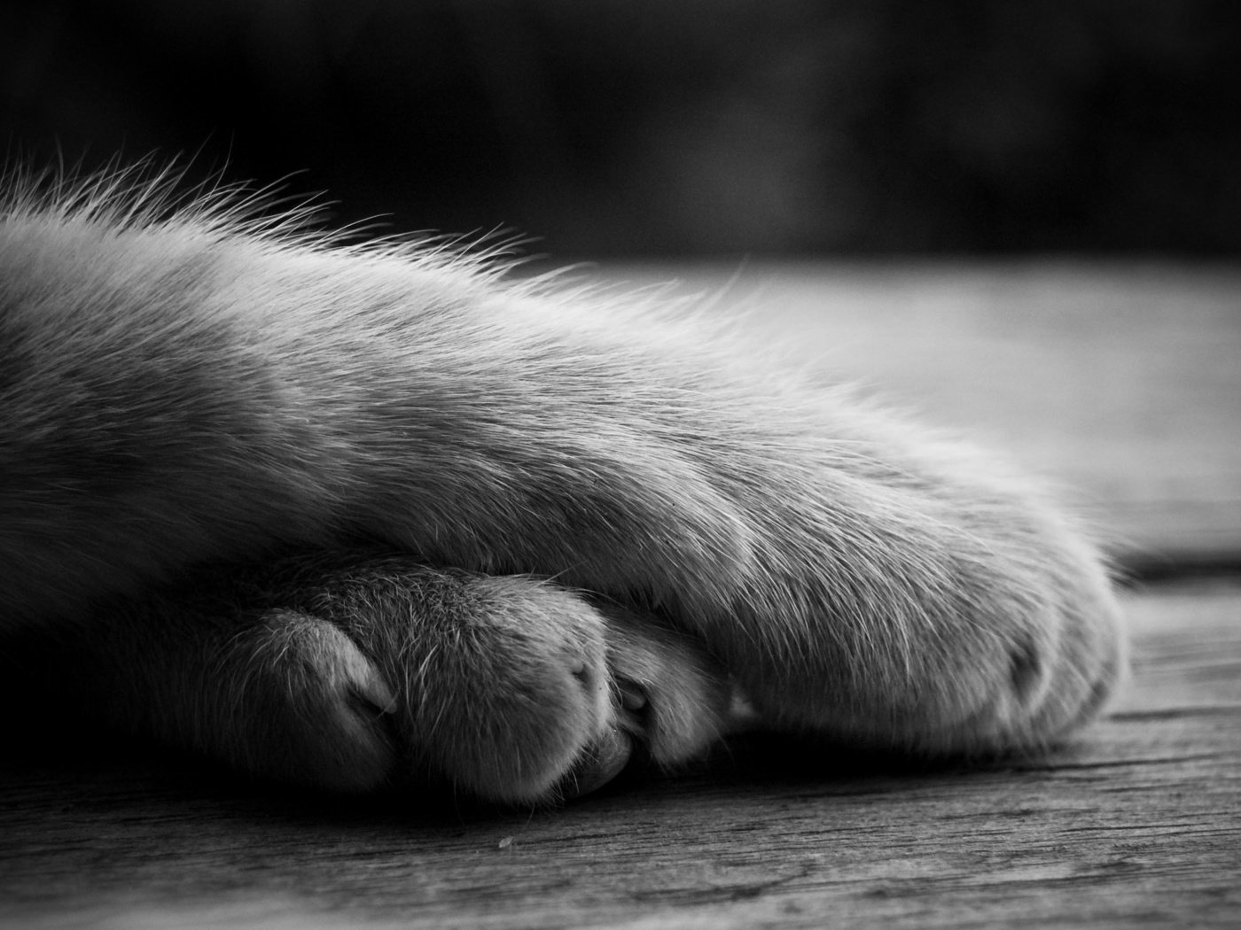 Обои лапы, кошка, чёрно-белое, лежит, paws, cat, black and white, lies разрешение 2843x1803 Загрузить