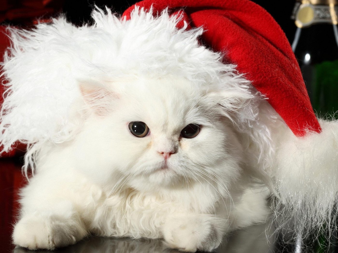 Обои новый год, перс, кот, санта клаус, шерсть, кошка, пушистый, белый, шапка, праздник, мех, fur, new year, pers, cat, santa claus, wool, fluffy, white, hat, holiday разрешение 1920x1200 Загрузить
