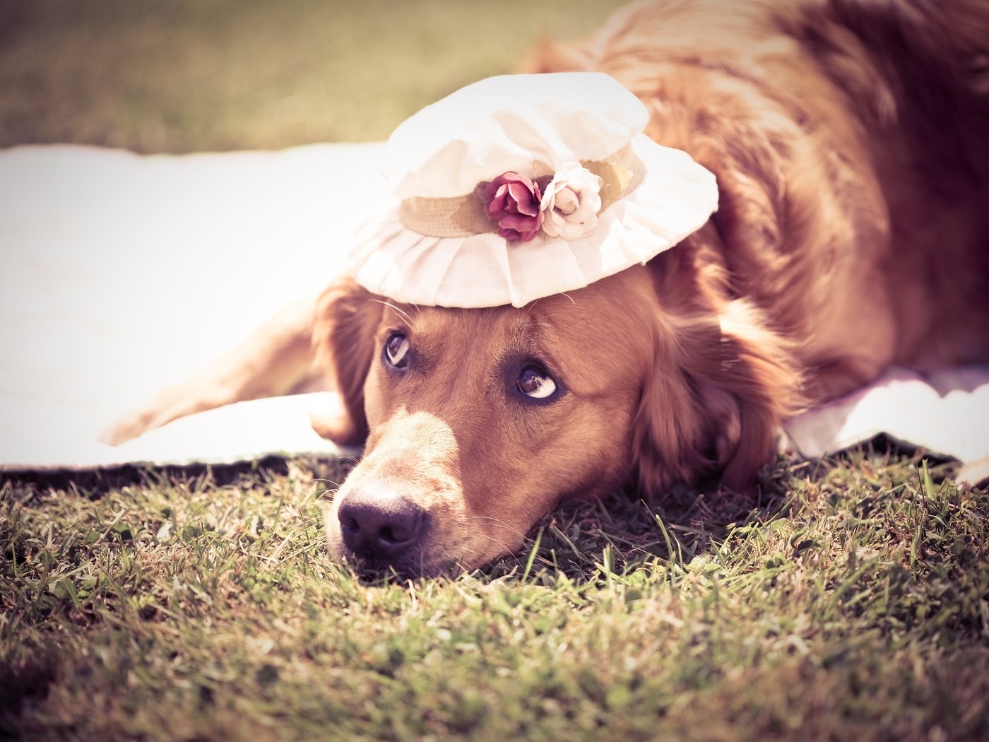 Обои лето, собака, шляпка, симпотичная, cобака, summer, dog, hat, cute разрешение 4368x2912 Загрузить