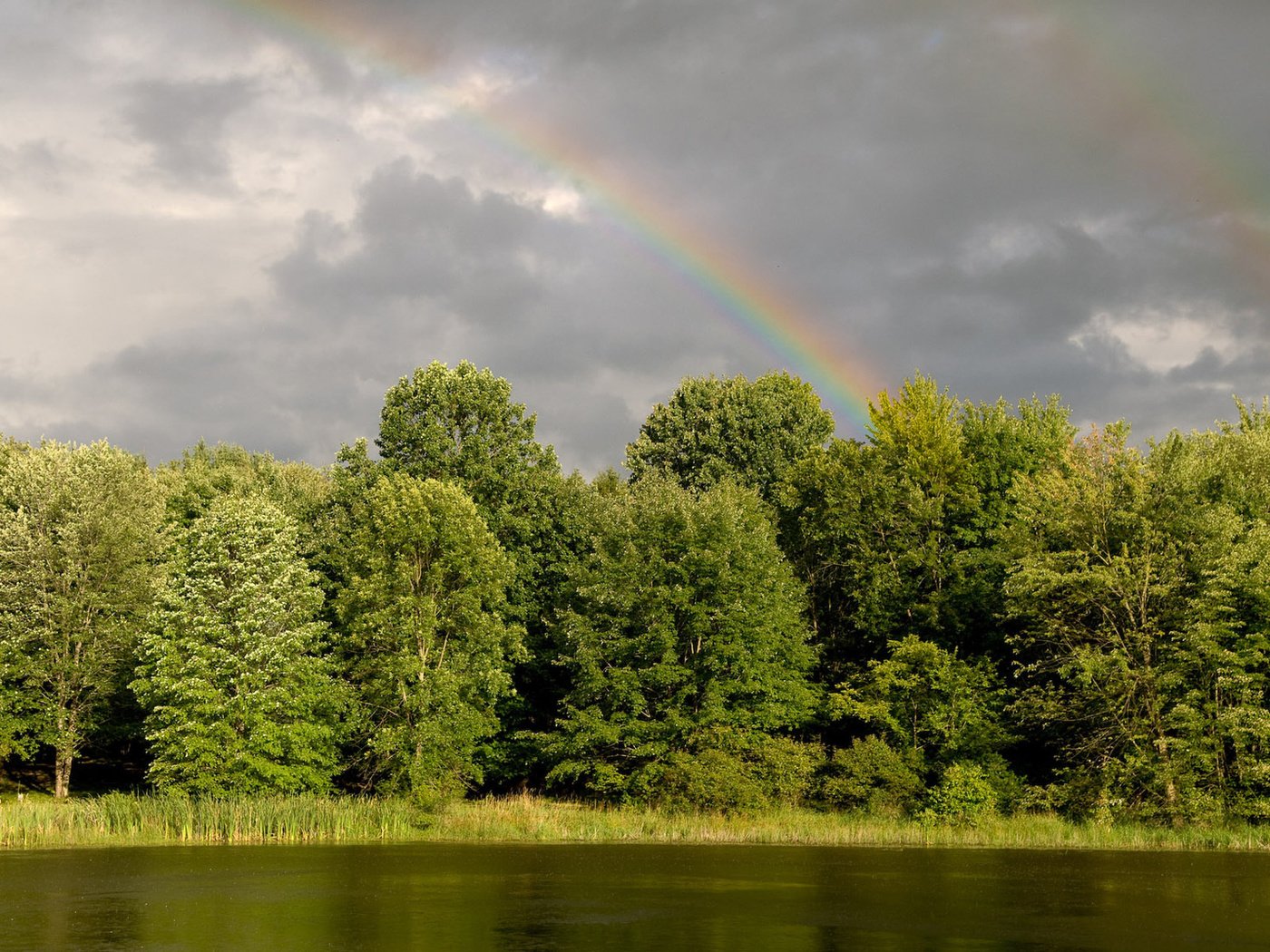 Обои деревья, вода, река, зелень, лес, радуга, trees, water, river, greens, forest, rainbow разрешение 1920x1200 Загрузить