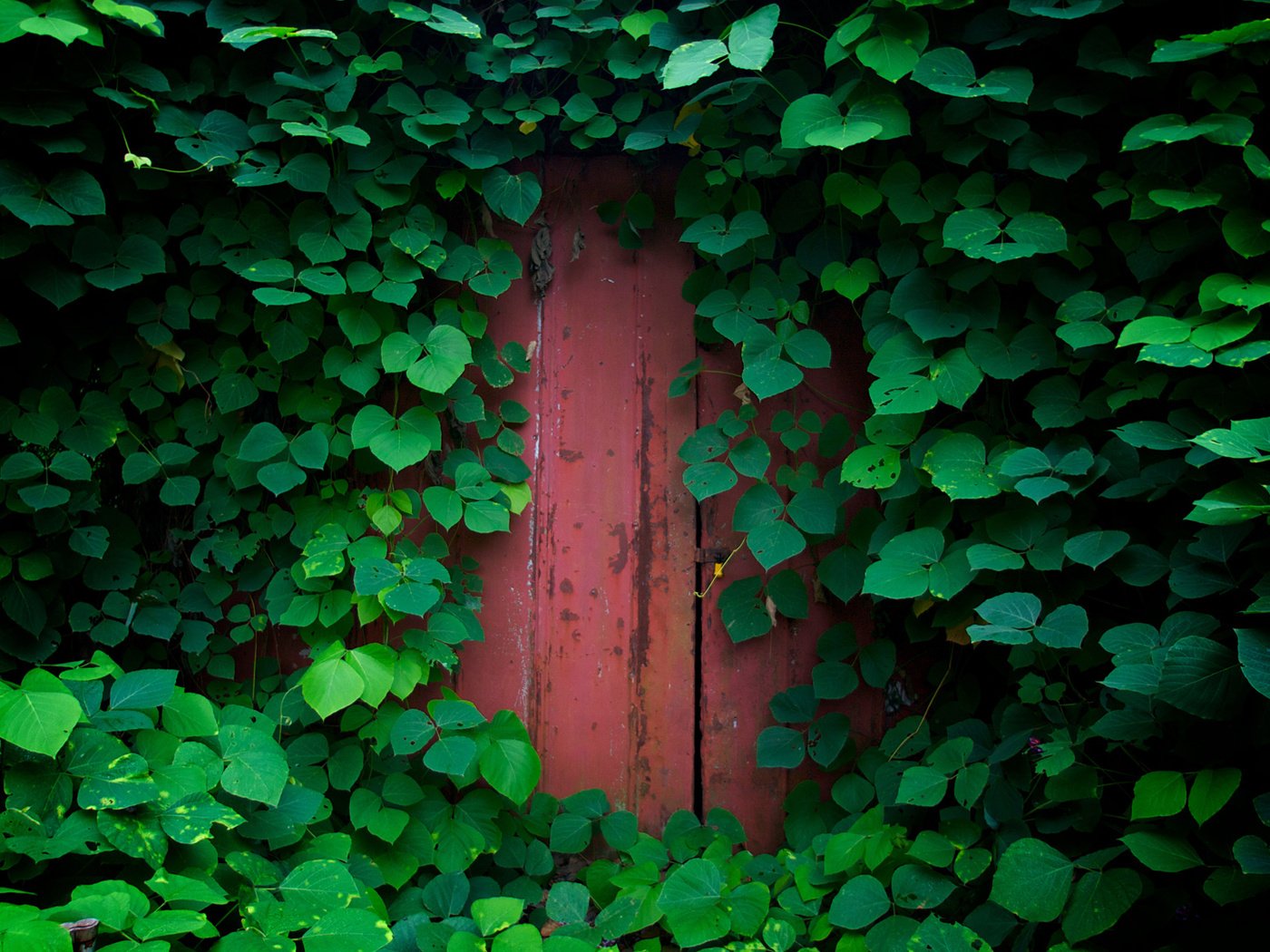 Обои природа, зелень, обои, растения, листья, листва, дверь, nature, greens, wallpaper, plants, leaves, foliage, the door разрешение 1920x1200 Загрузить