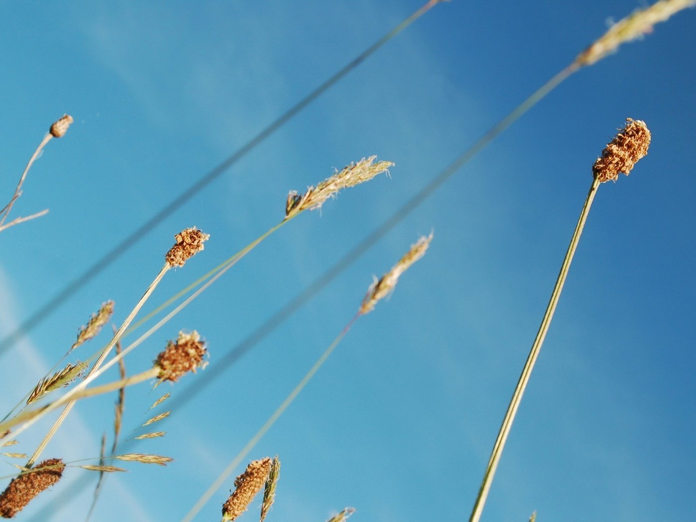 Обои небо, растения, синий, стебли, the sky, plants, blue, stems разрешение 1920x1200 Загрузить