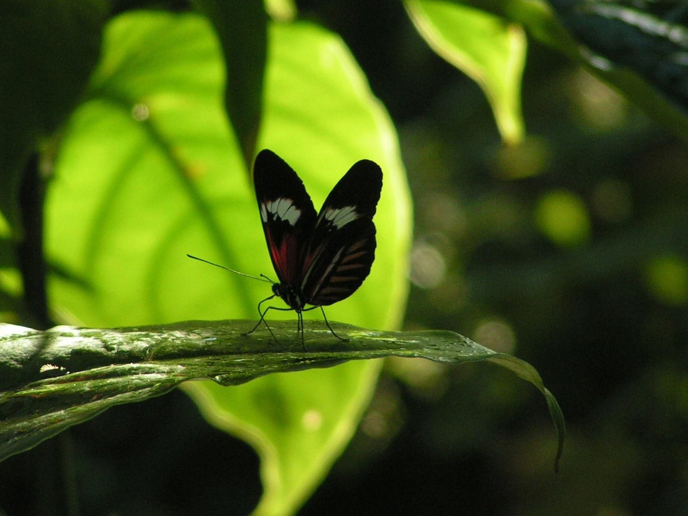 Обои насекомое, бабочка, листик, insect, butterfly, leaf разрешение 1920x1200 Загрузить