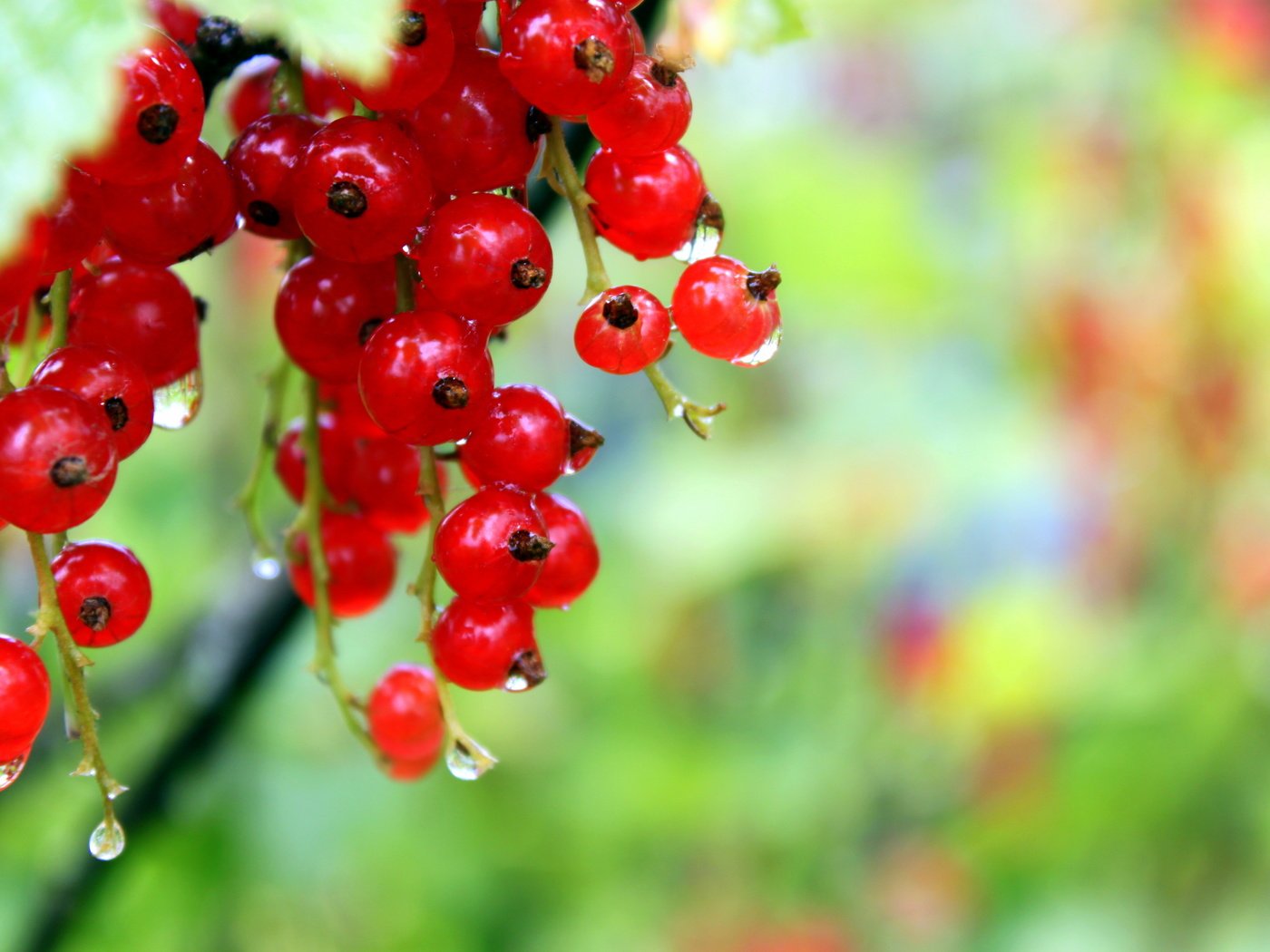 Обои капли, ягоды, красное, красная смородина, росса, смородина, drops, berries, red, red currant, ross, currants разрешение 4752x3168 Загрузить