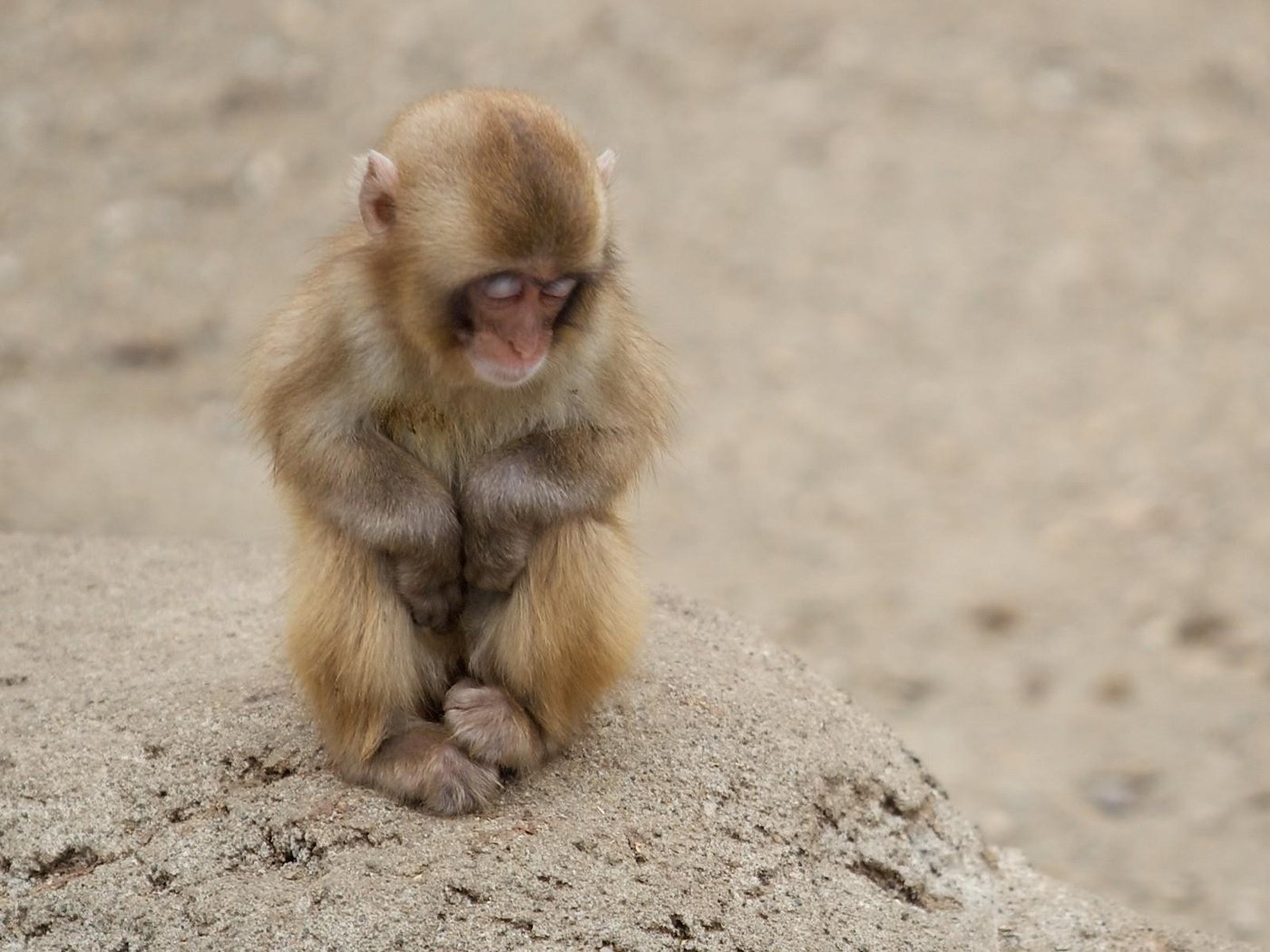 Обои спит, маленькая, обезьянка, sleeping, little, monkey разрешение 1920x1200 Загрузить