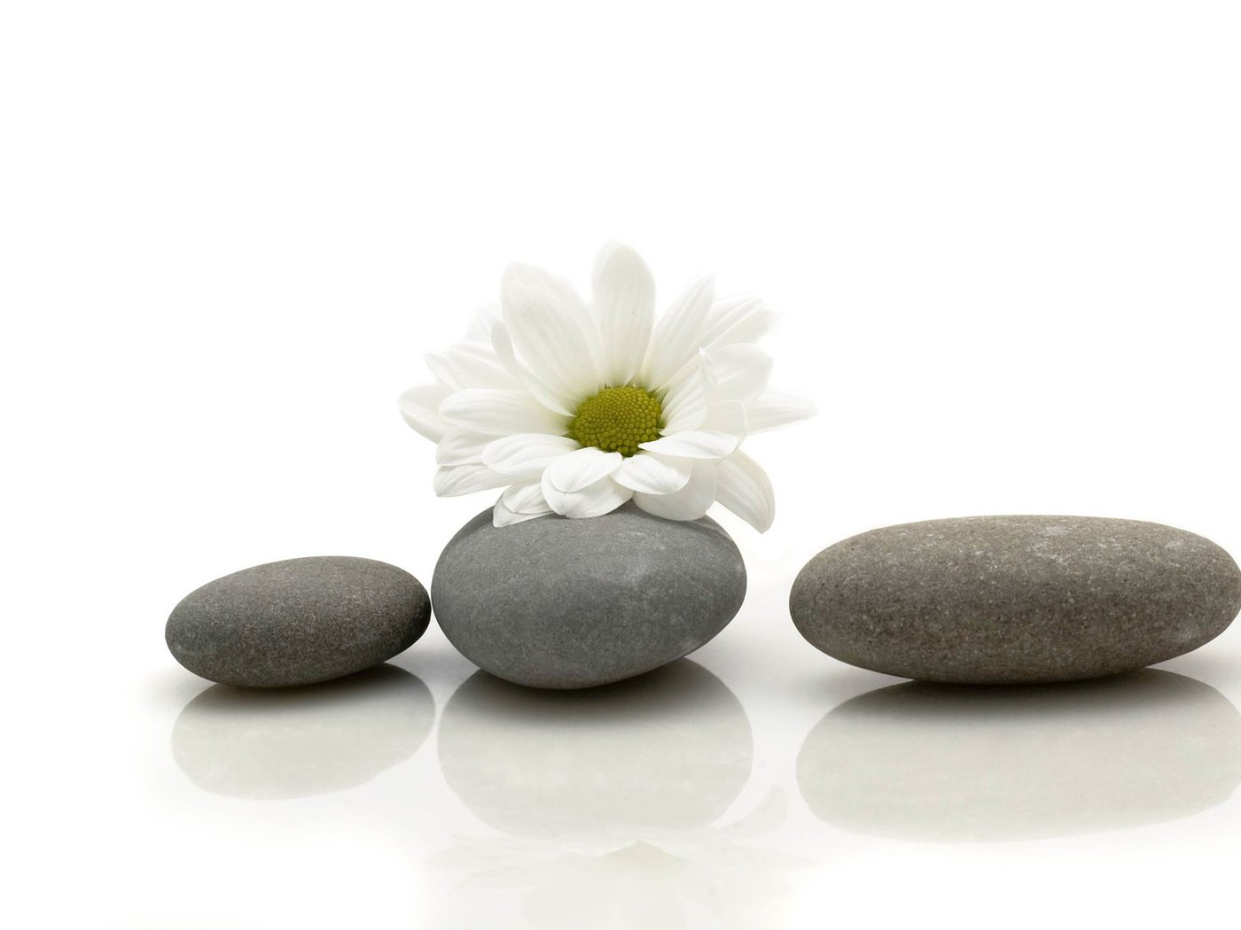 Обои камни, цветок, ромашка, stones, flower, daisy разрешение 1920x1200 Загрузить