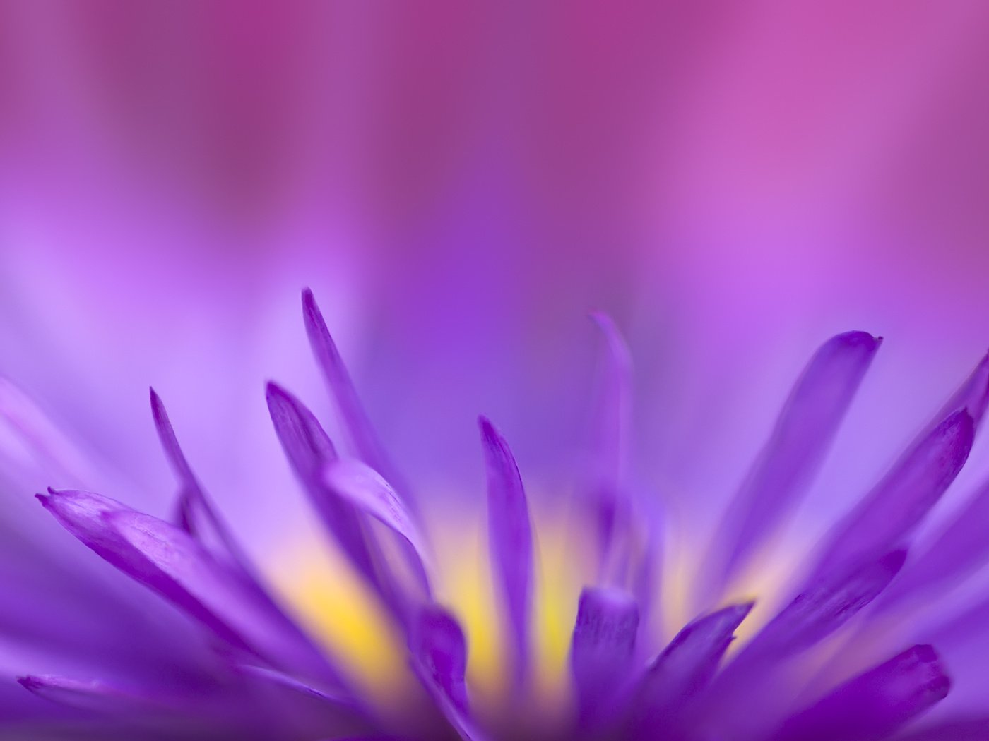 Обои цветок, фиолетовый, хрупкий, flower, purple, fragile разрешение 2560x1600 Загрузить