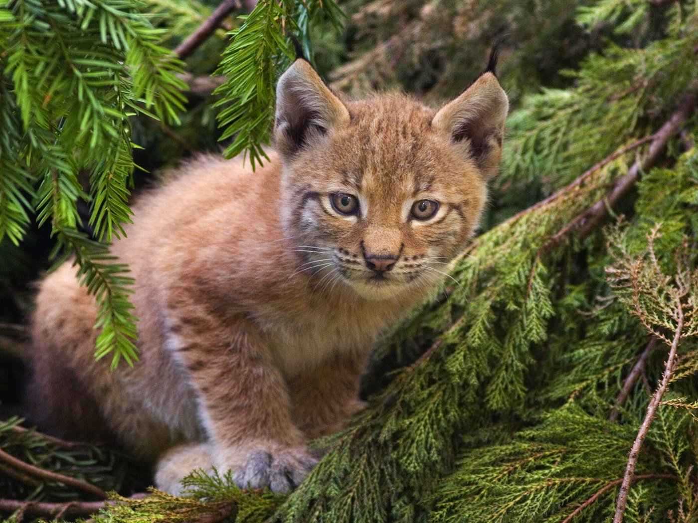 Обои лес, рысь, кошка, котенок, forest, lynx, cat, kitty разрешение 1920x1200 Загрузить