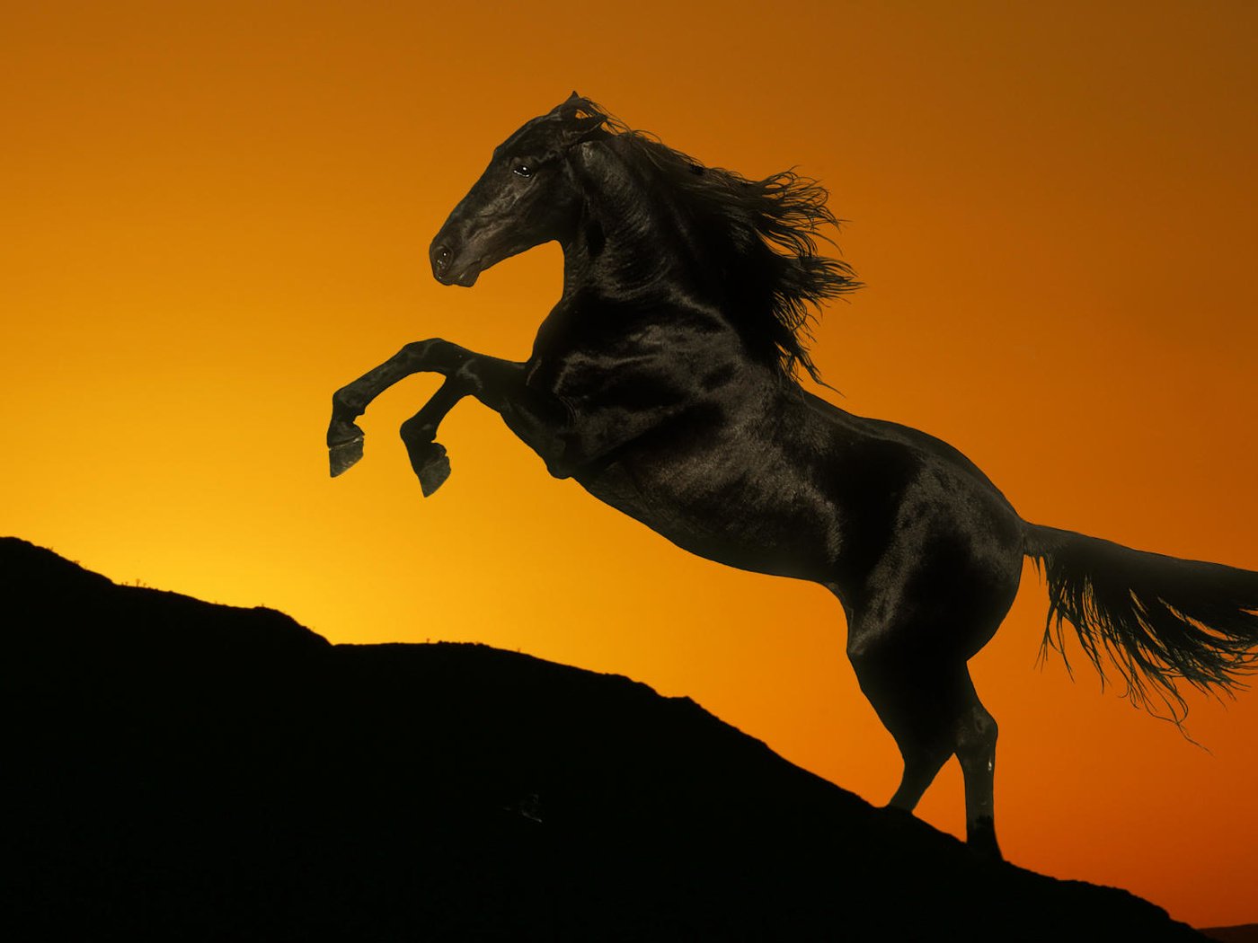 Обои лошадь, закат, гора, черный, конь, грива, хвост, жеребец, horse, sunset, mountain, black, mane, tail, stallion разрешение 1920x1080 Загрузить